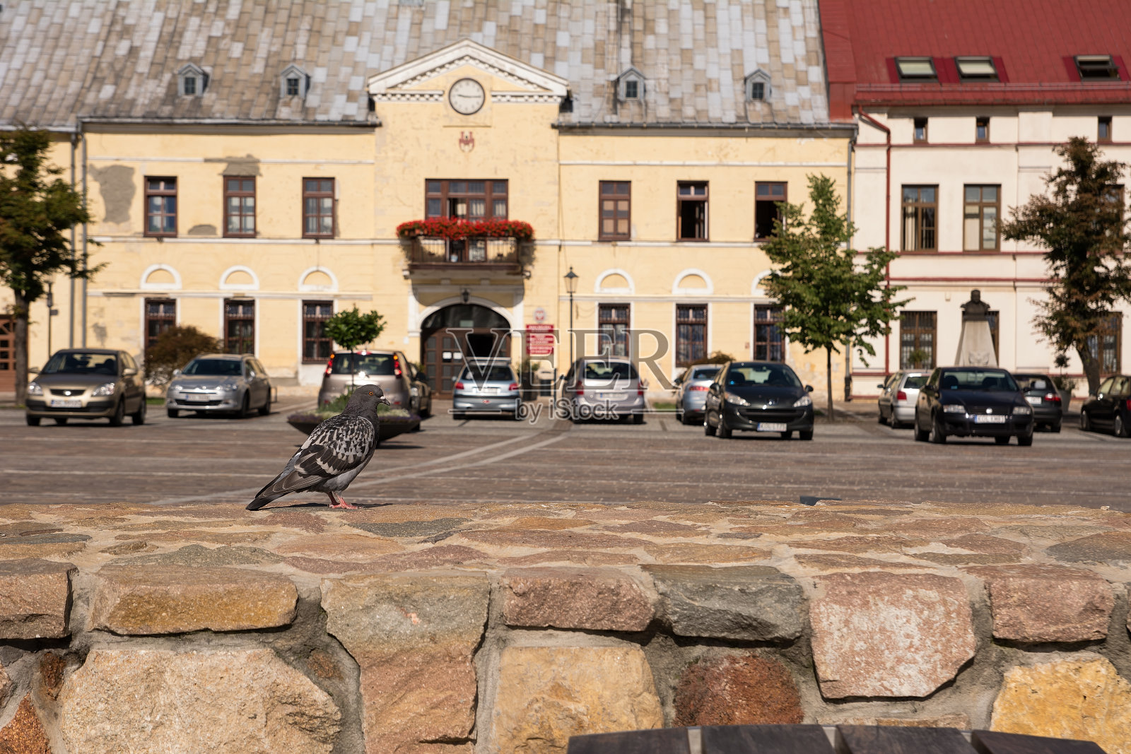 奥尔库兹市场上的鸽子(波兰)照片摄影图片