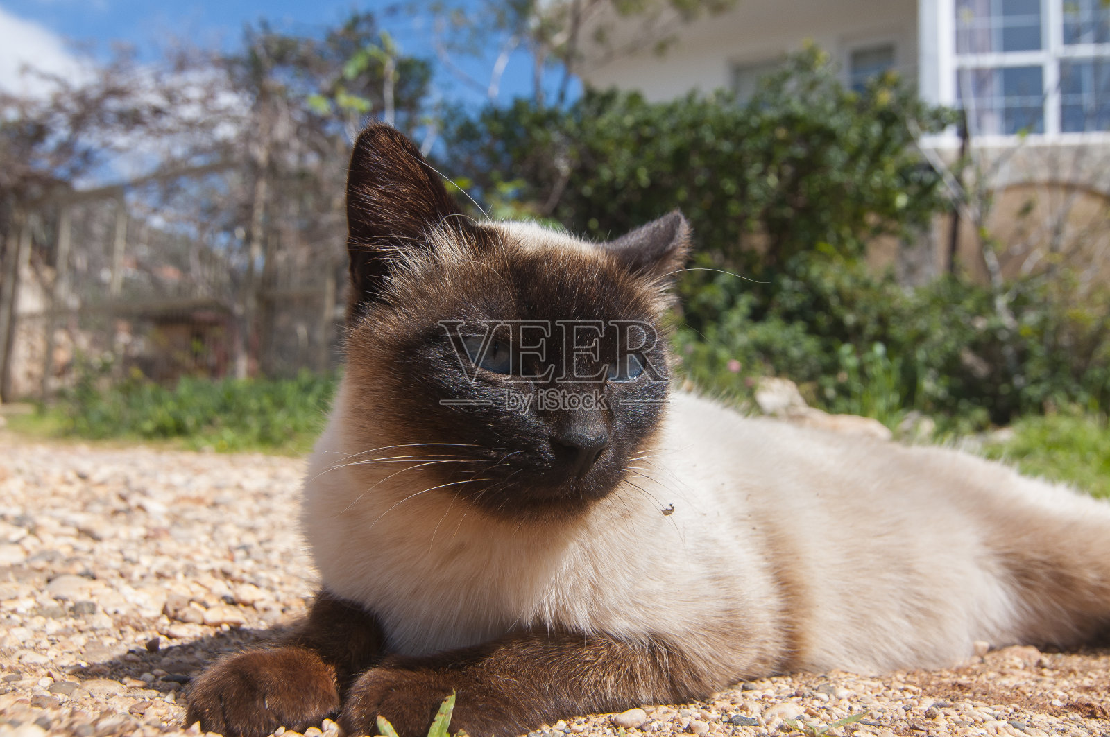 暹罗猫照片摄影图片