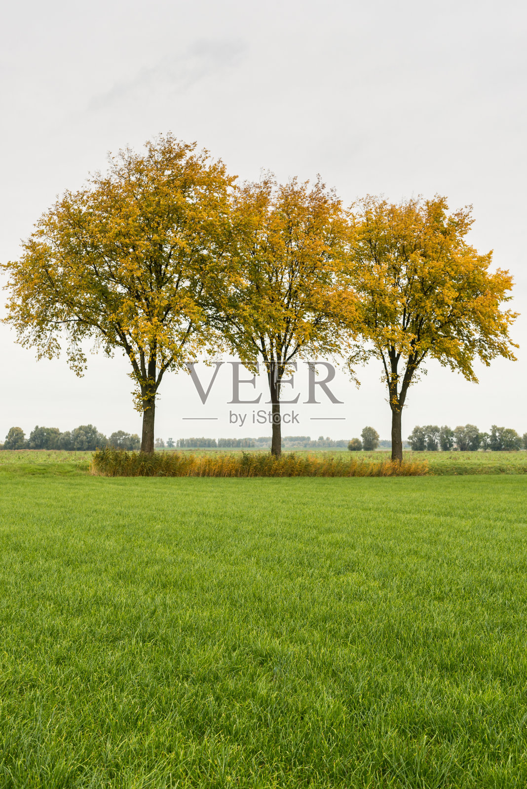 绿色的草和三棵黄色的树照片摄影图片