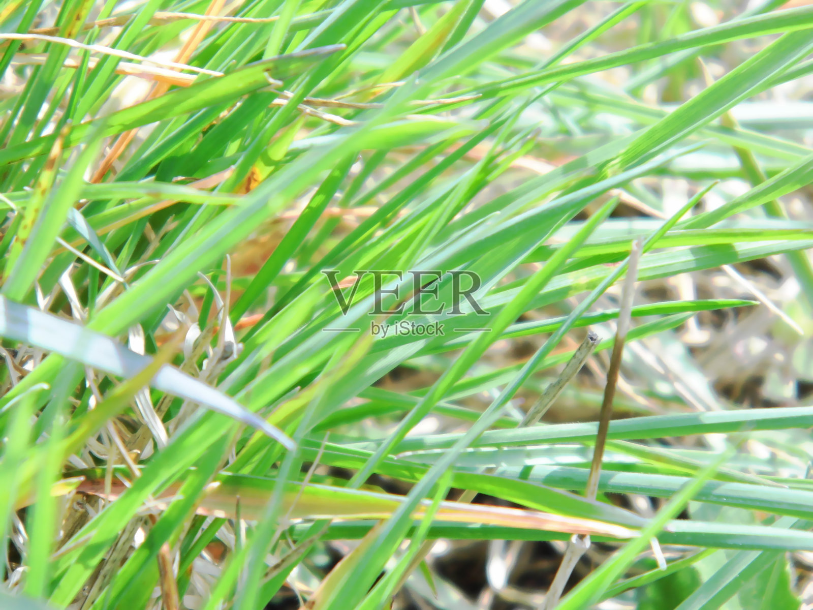 春天的绿色照片摄影图片