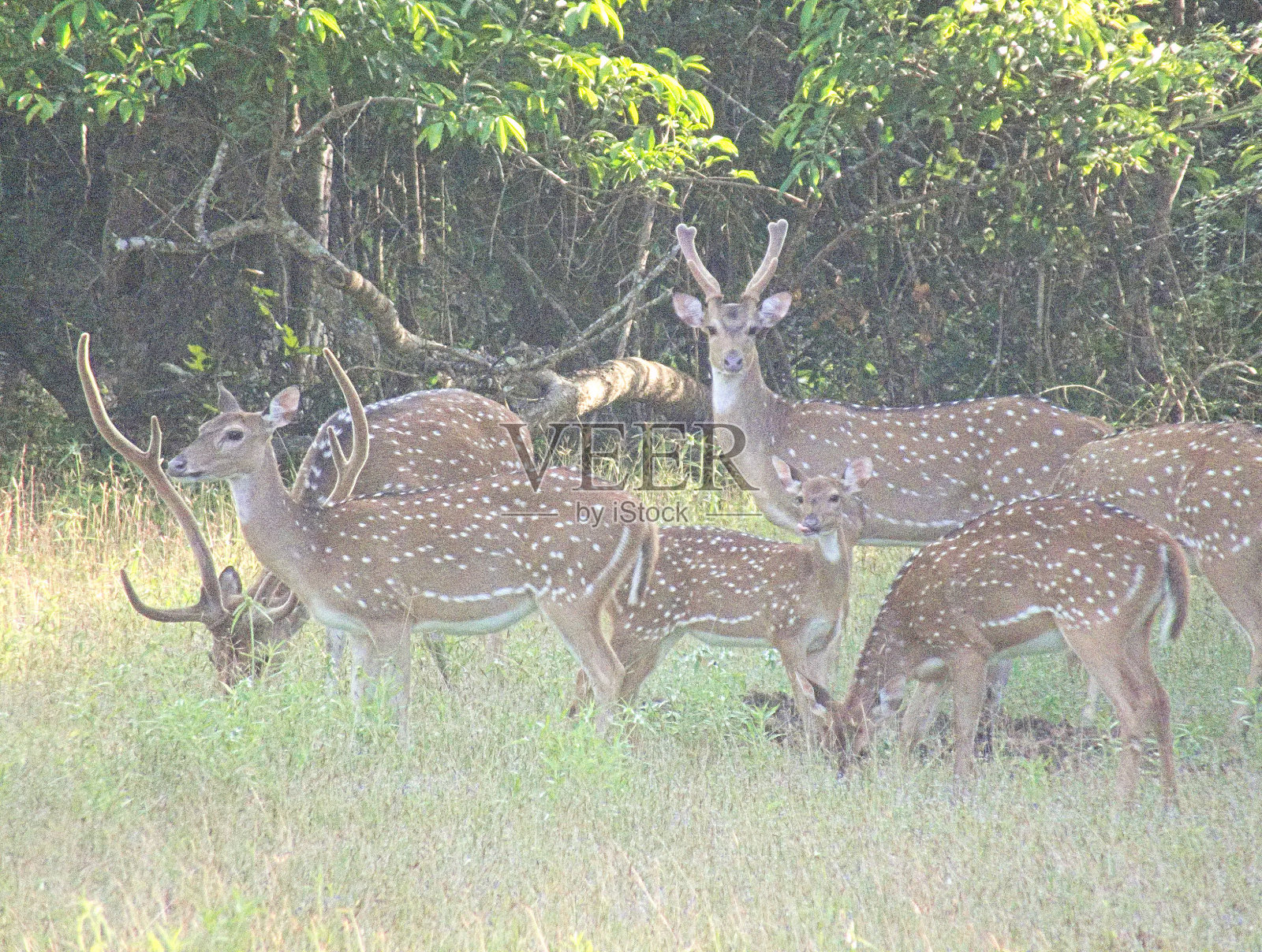 锡兰花鹿群(锡兰轴)照片摄影图片