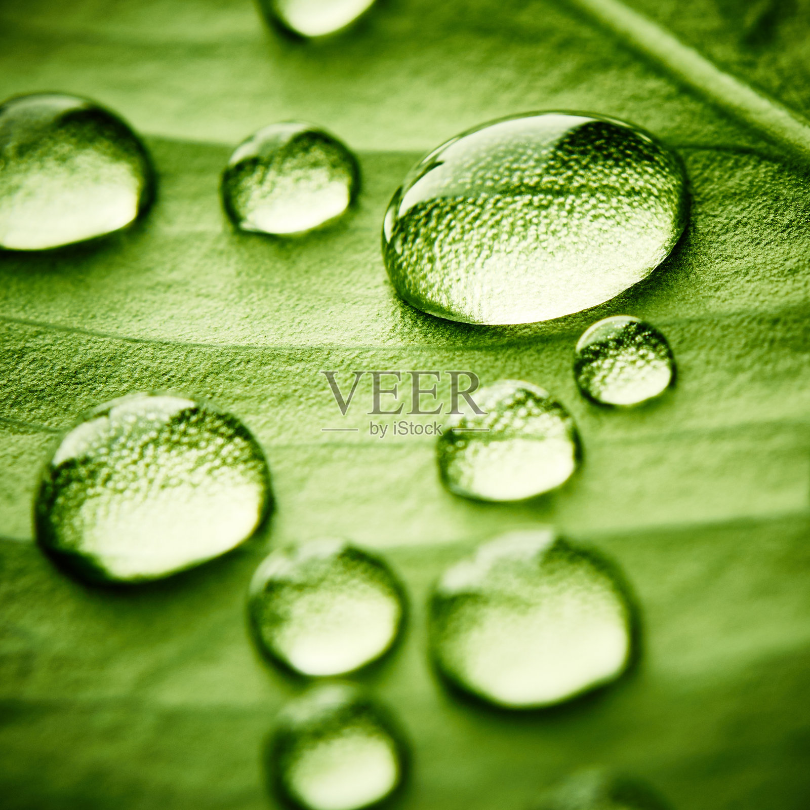 绿叶和水滴照片摄影图片