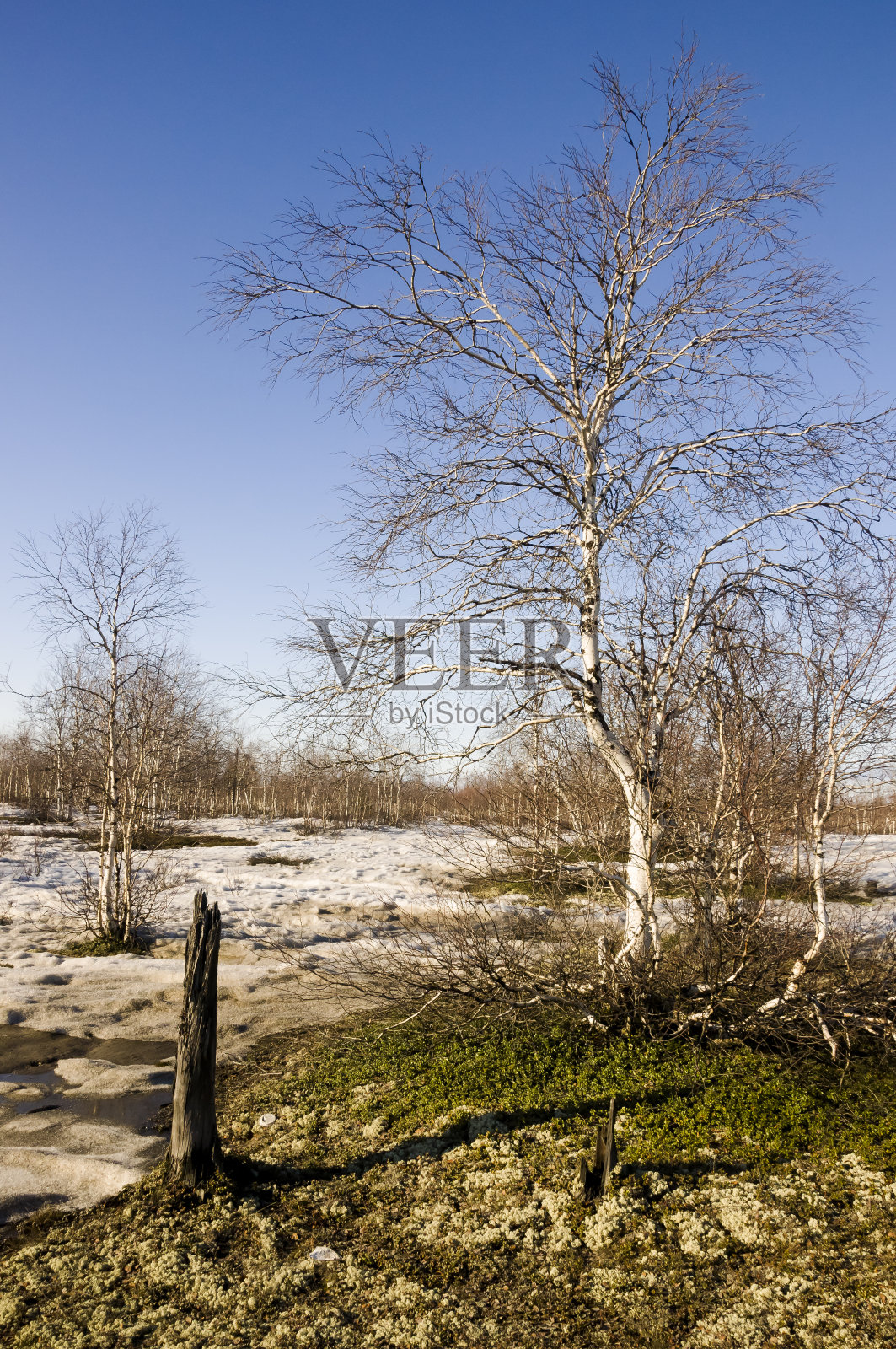 早春的裸露白桦树和蓝天，部分地区有积雪照片摄影图片
