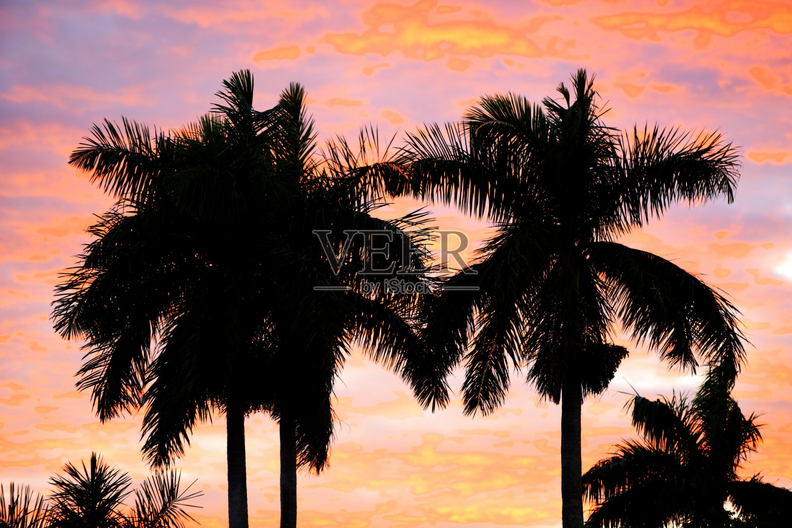 在大沼泽地国家公园里，有着粉红色背景的棕榈树剪影照片摄影图片