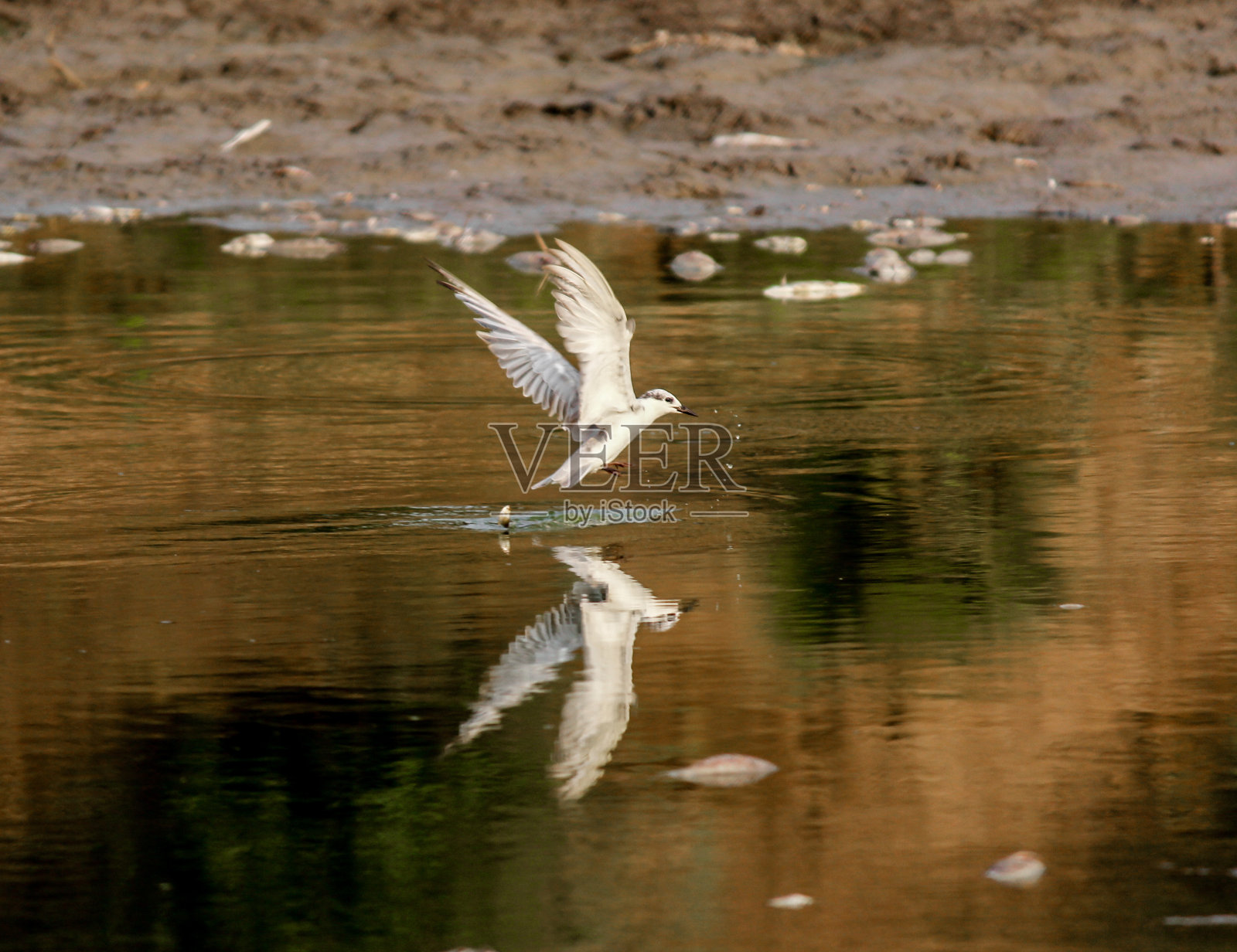 鸟在湖或池塘捕鱼照片摄影图片