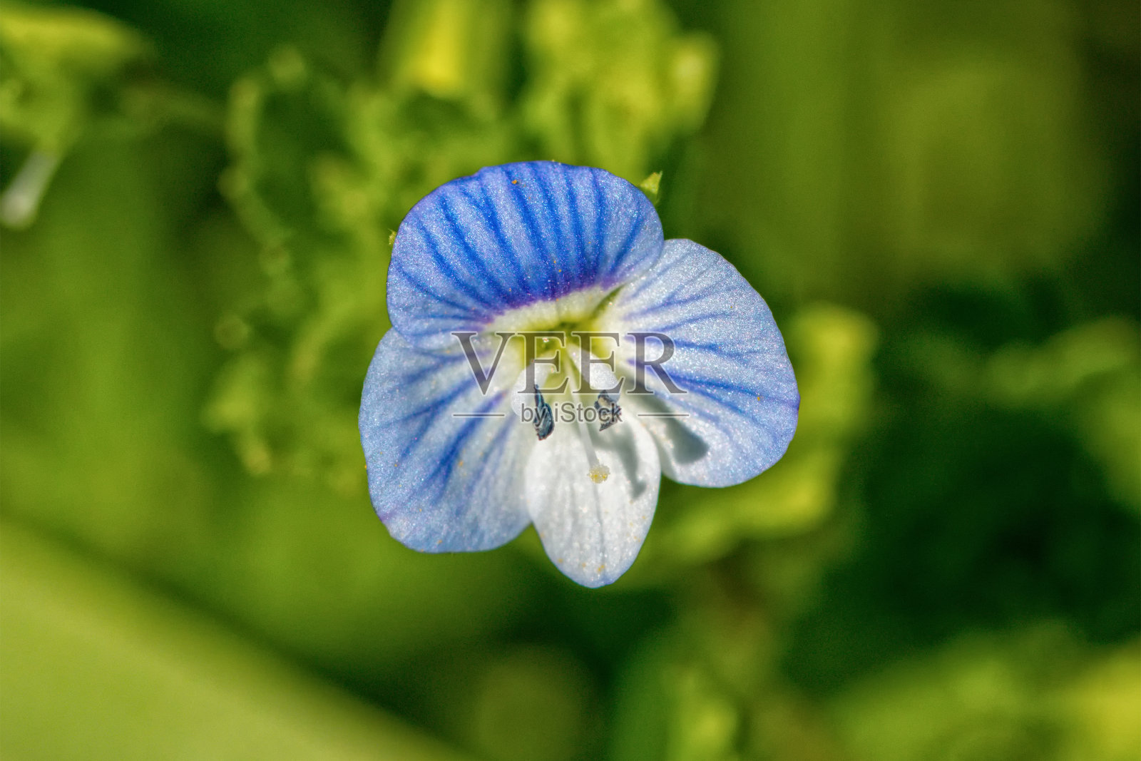 蓝白的花照片摄影图片