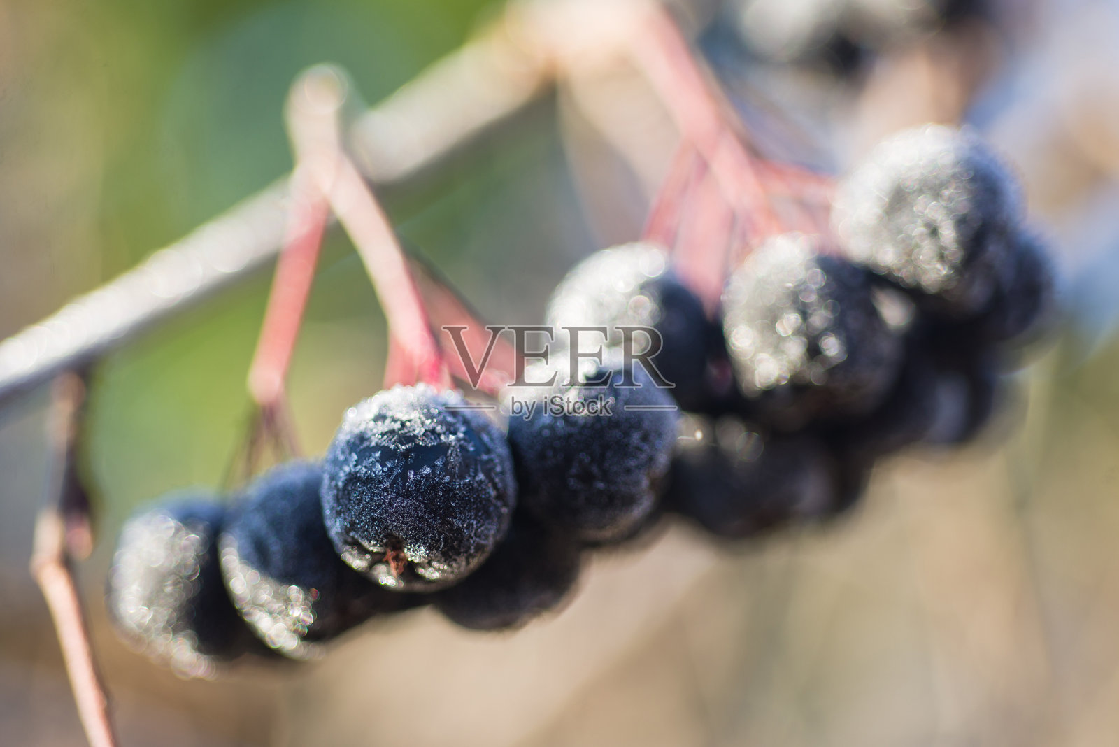 北美沙果在霜照片摄影图片