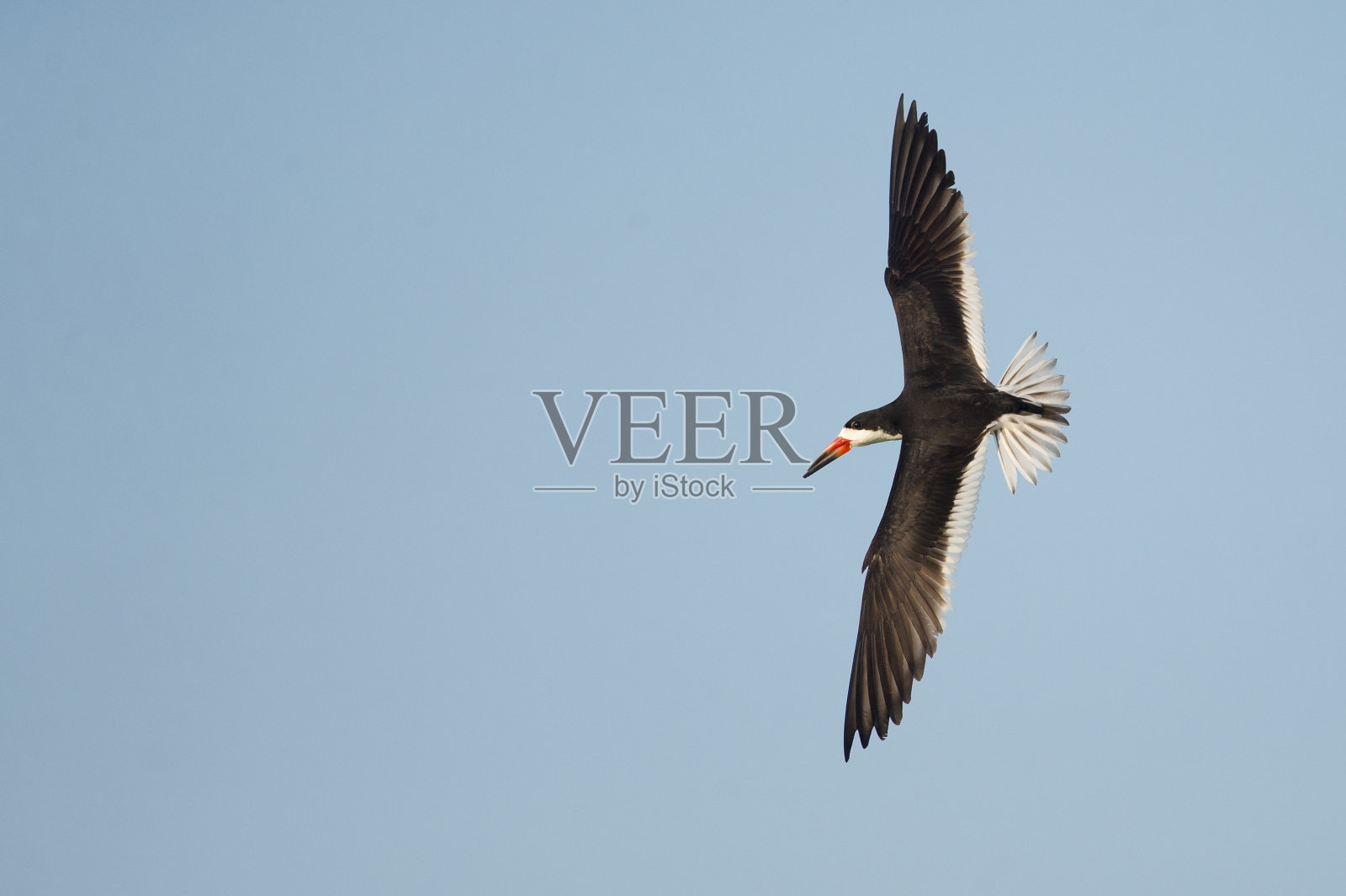 黑燕鸥类照片摄影图片