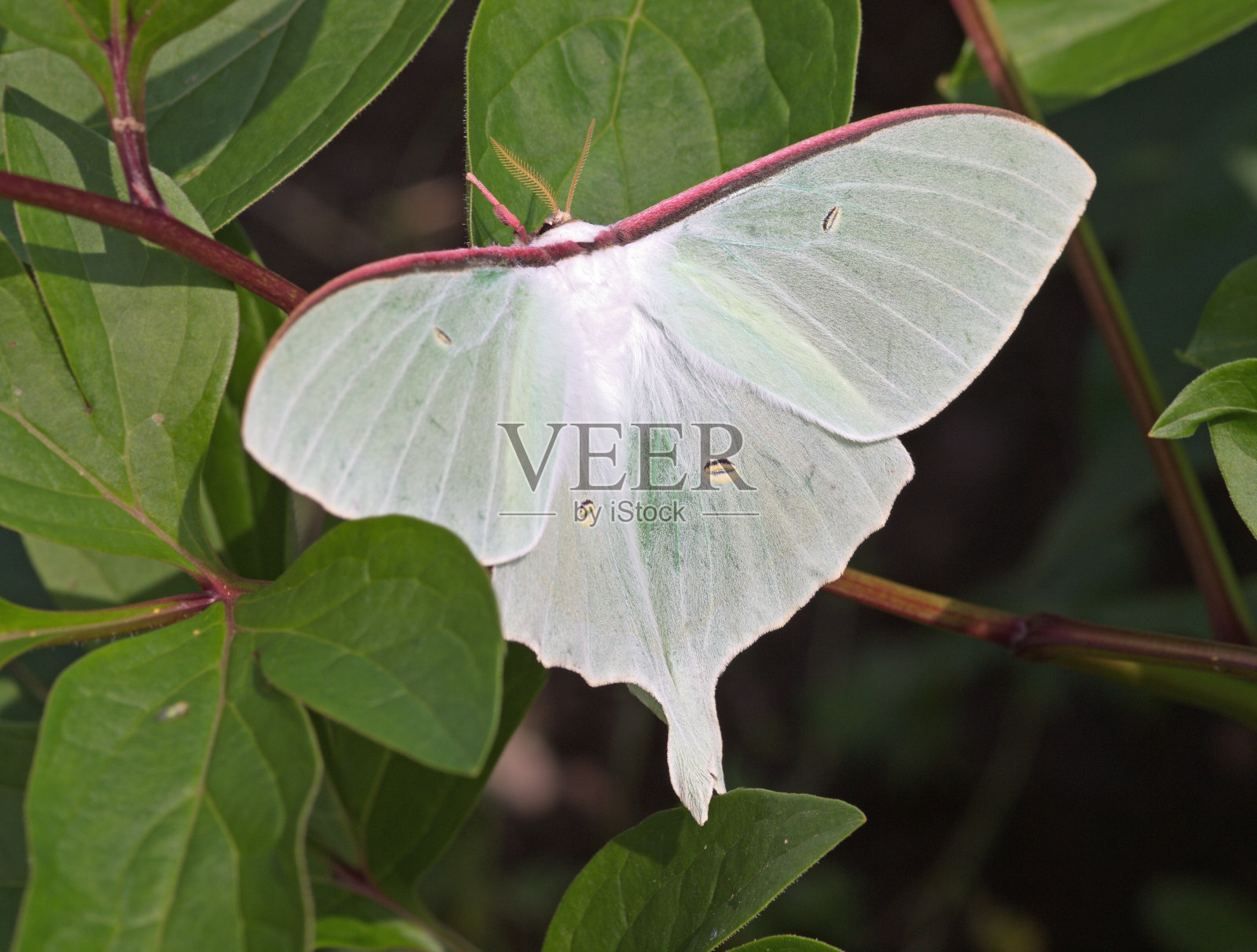 大的白色的蝴蝶照片摄影图片