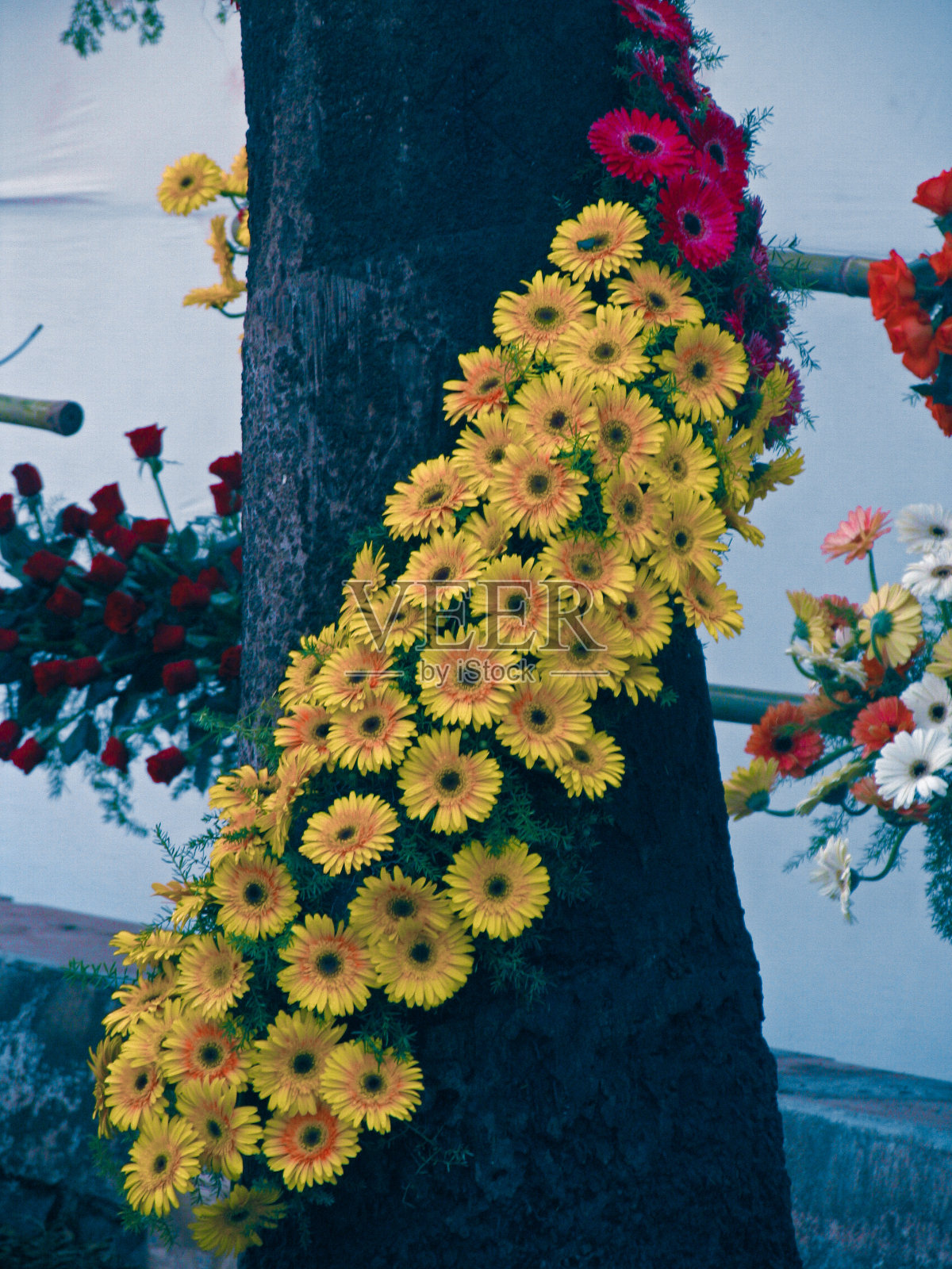 非洲菊，非洲菊照片摄影图片