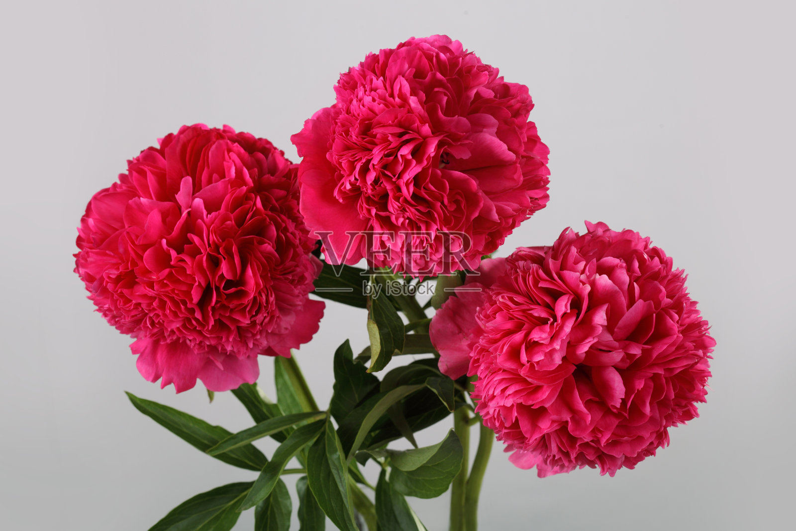 安吉洛·科布·弗里伯恩照片摄影图片