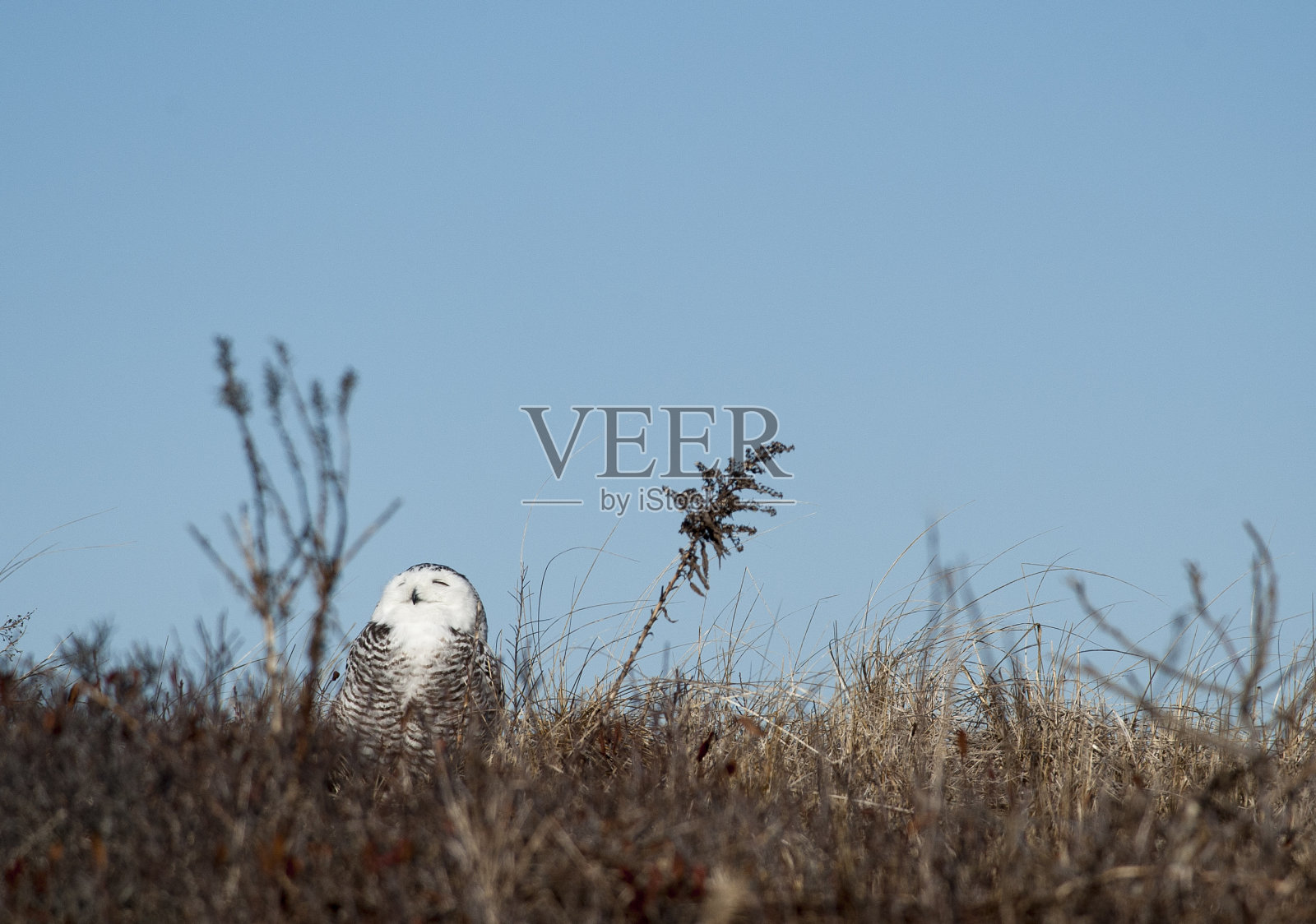 雪鸮(Bubo scandiacus)晒太阳照片摄影图片