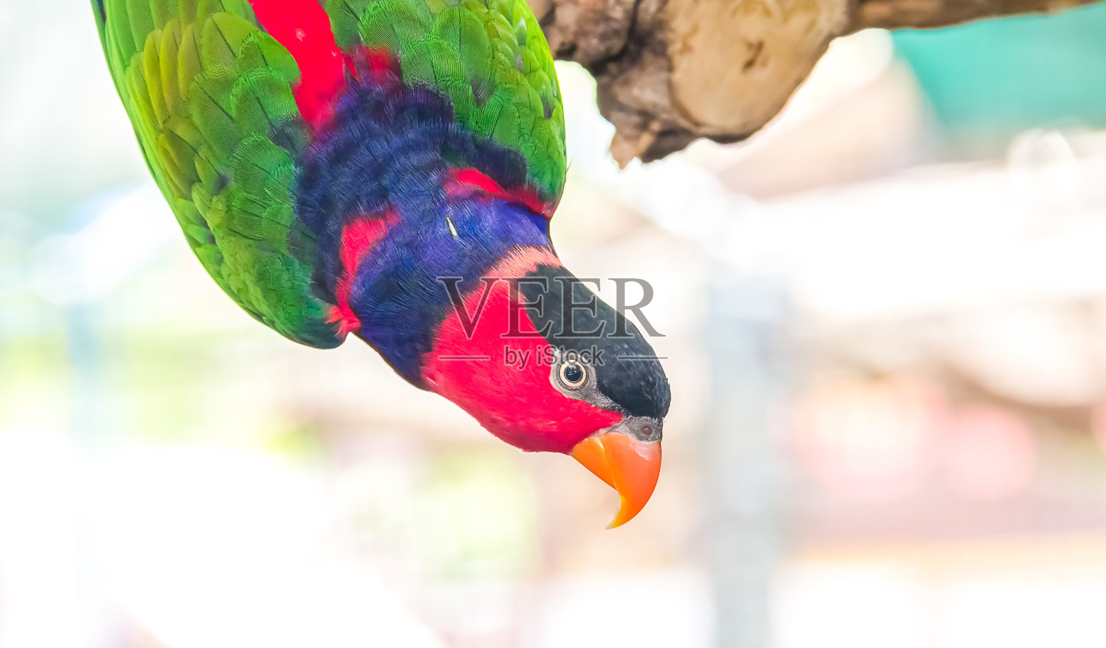 动物园里的鹦鹉照片摄影图片