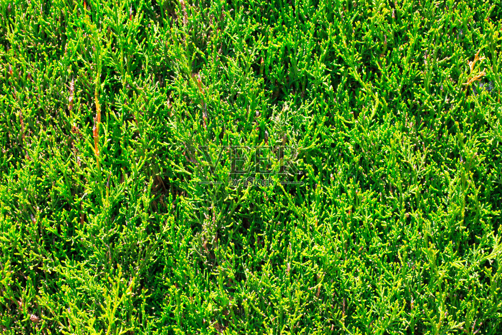 常青树近距离观看照片摄影图片