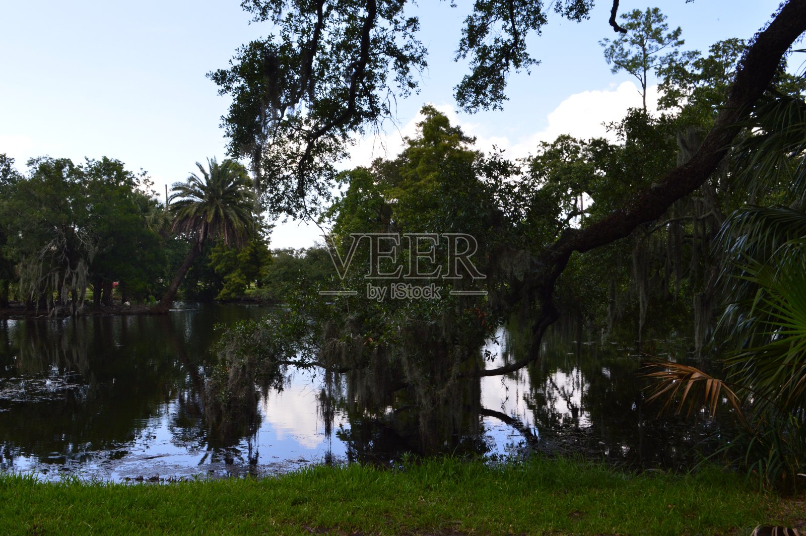 新奥尔良，路易斯安那州的池塘有茂盛的树叶，树木照片摄影图片
