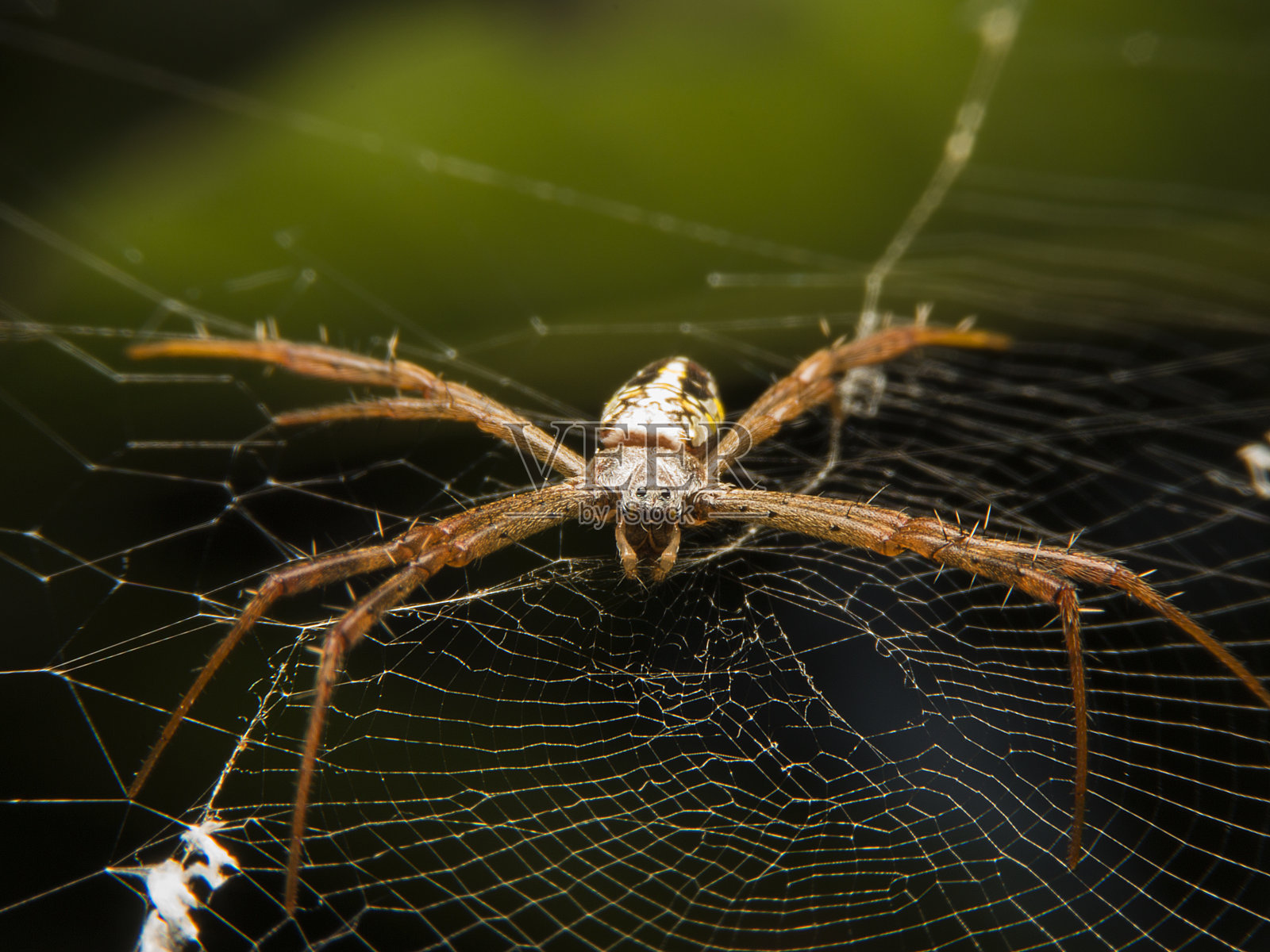长腿蜘蛛V2照片摄影图片