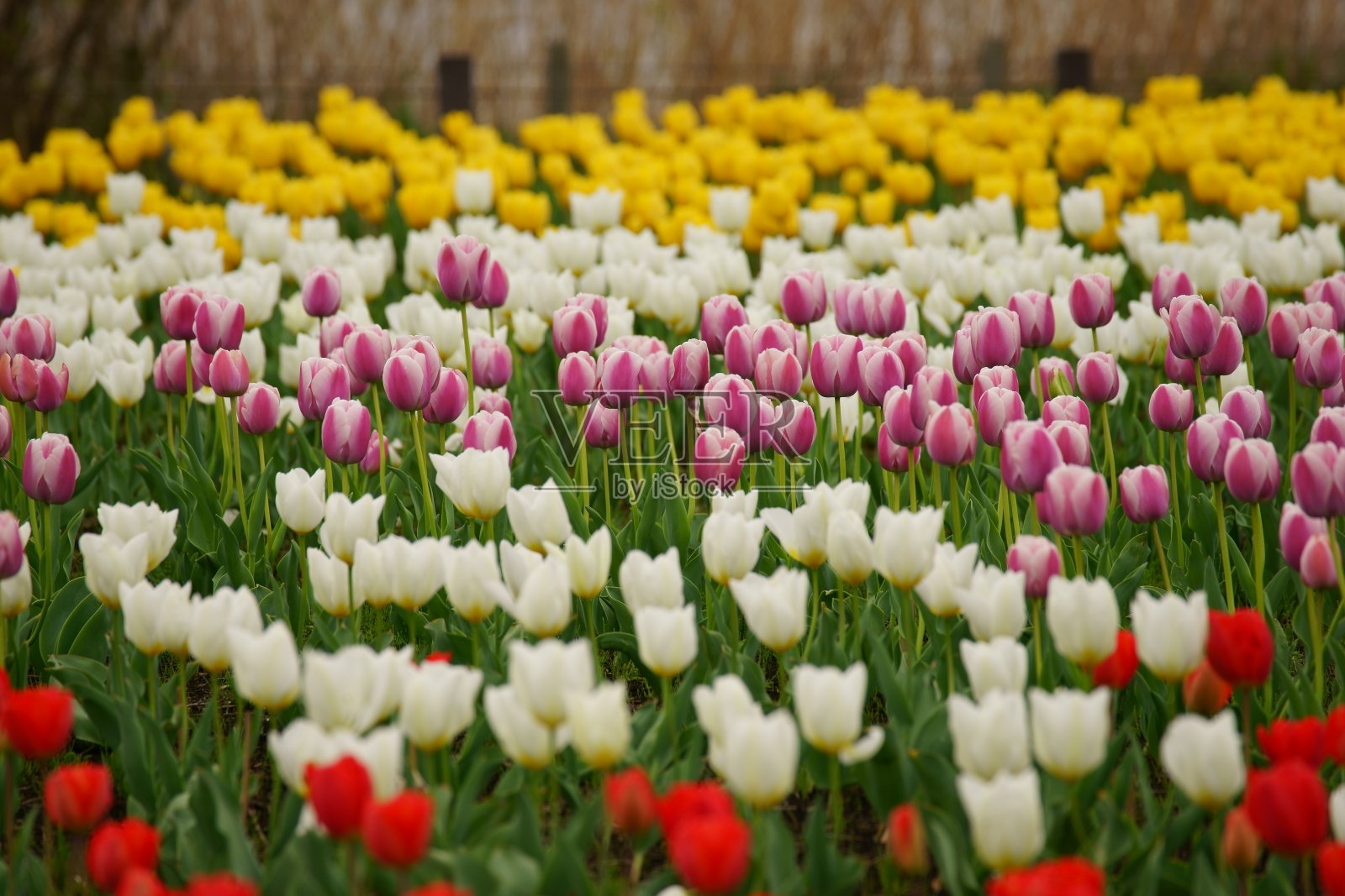 河床郁金香照片摄影图片
