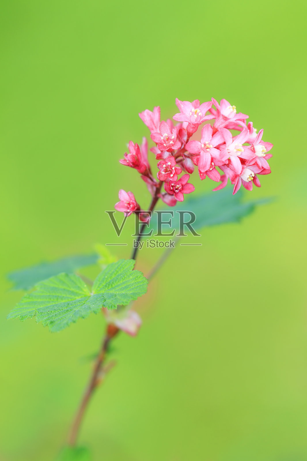 粉色和绿色照片摄影图片