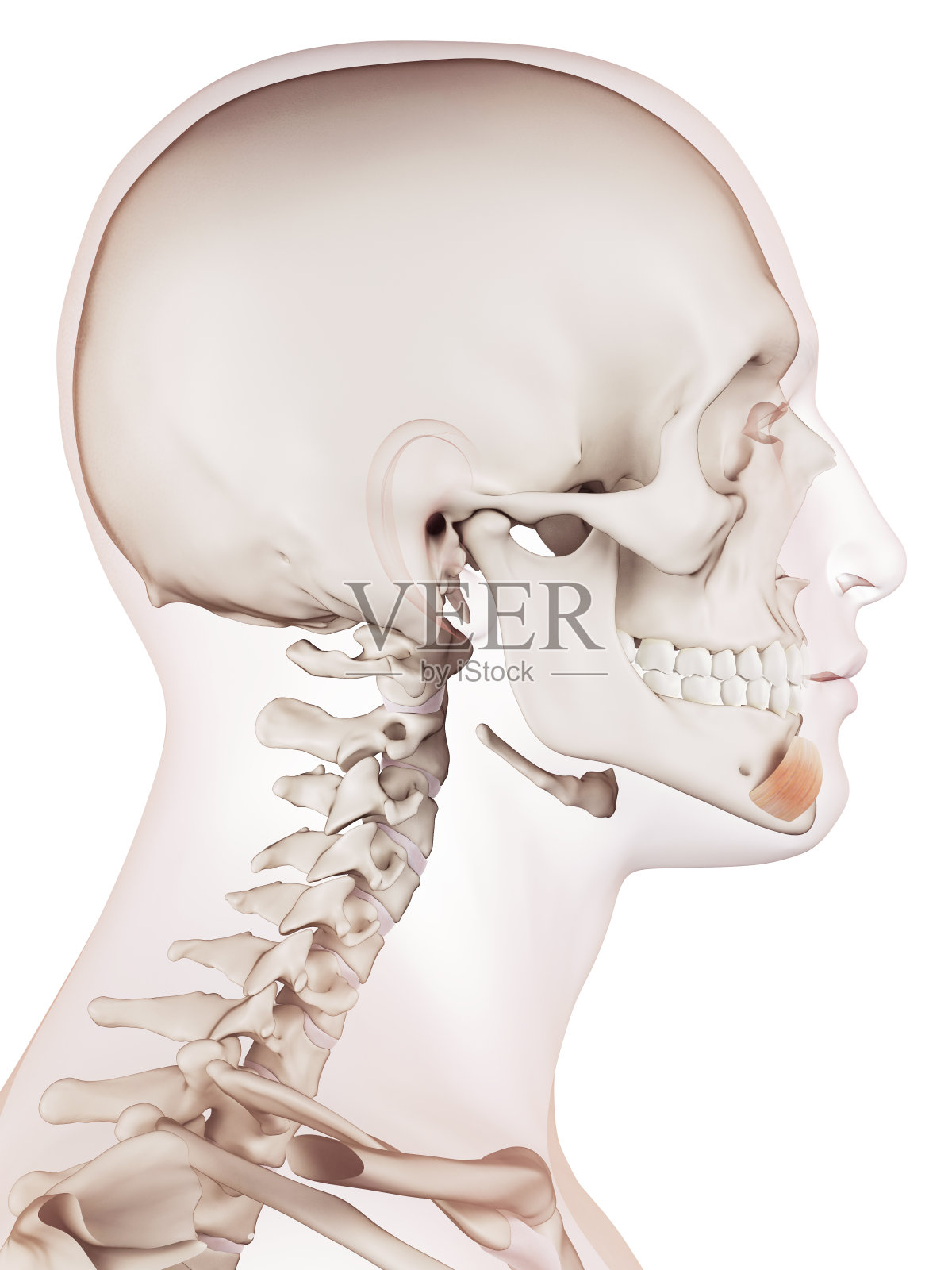 下阴唇减压器照片摄影图片