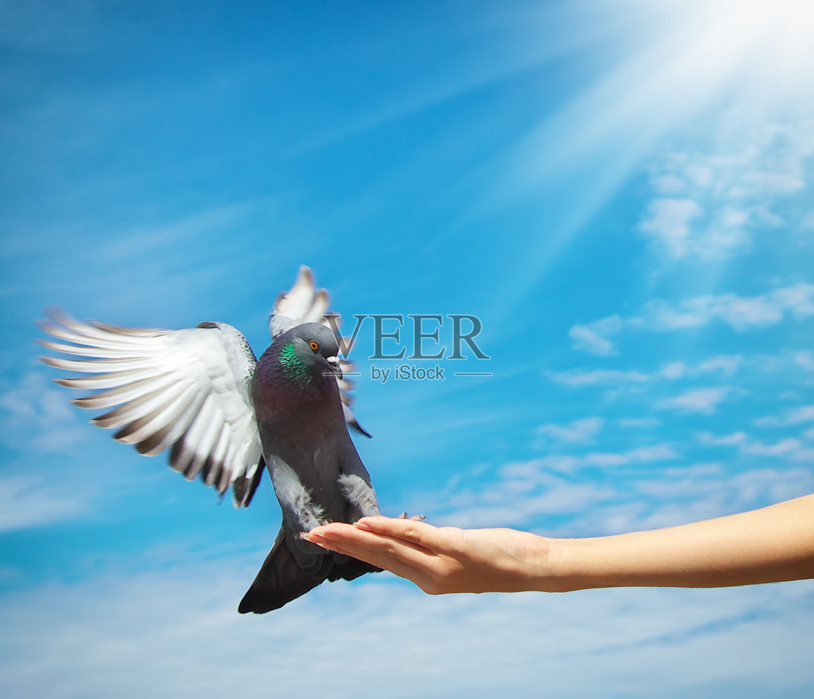 女孩喂鸽子照片摄影图片