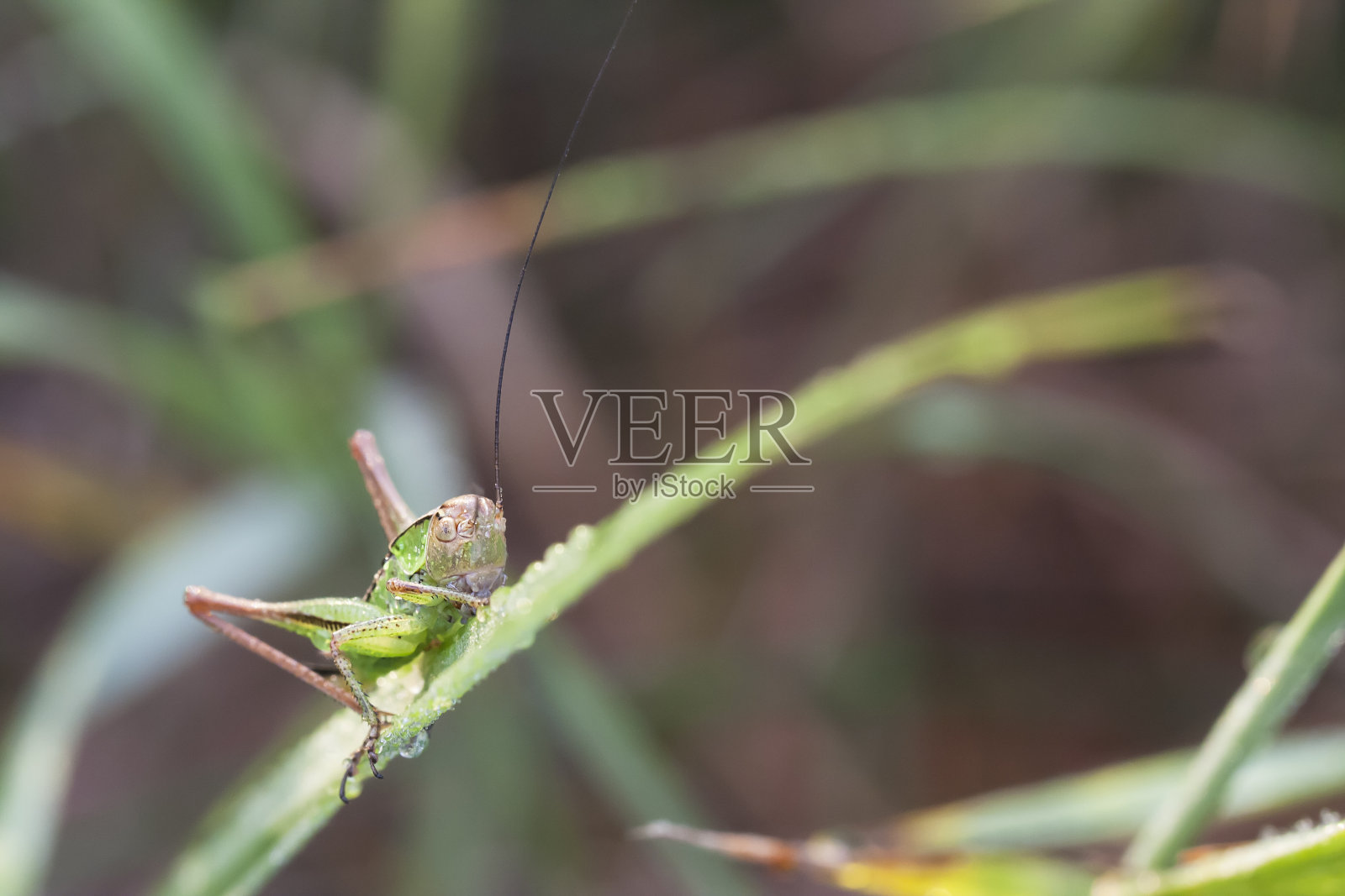 蚱蜢在绿色植物的叶子上照片摄影图片
