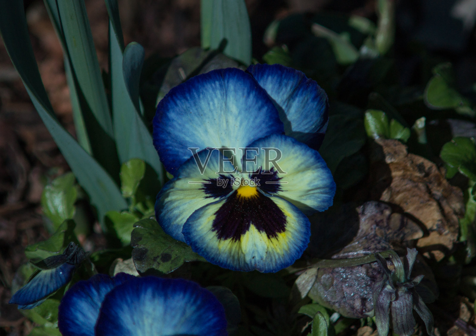 花坛上的蓝色和黄色三色堇照片摄影图片