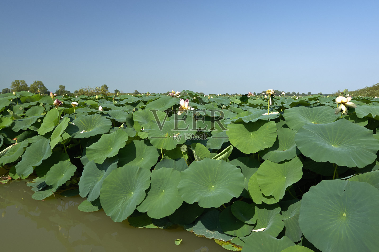 莲花照片摄影图片