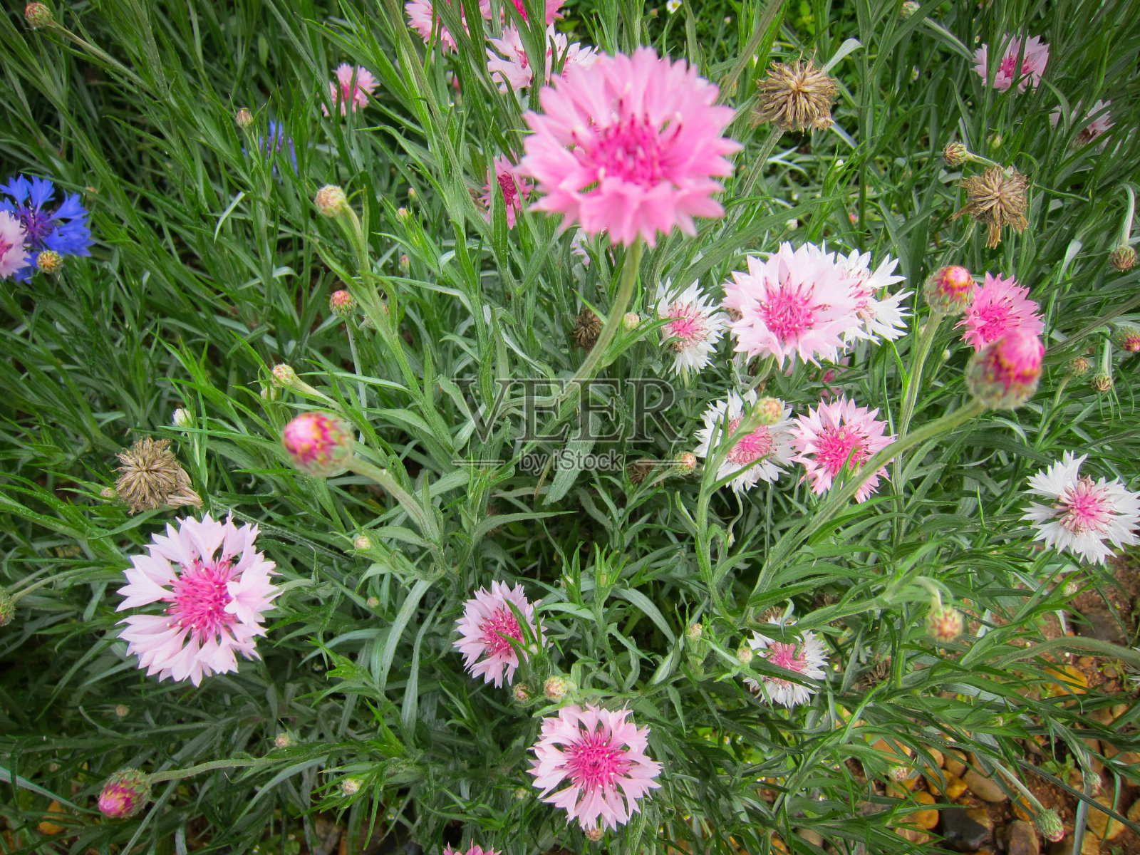 花在山照片摄影图片
