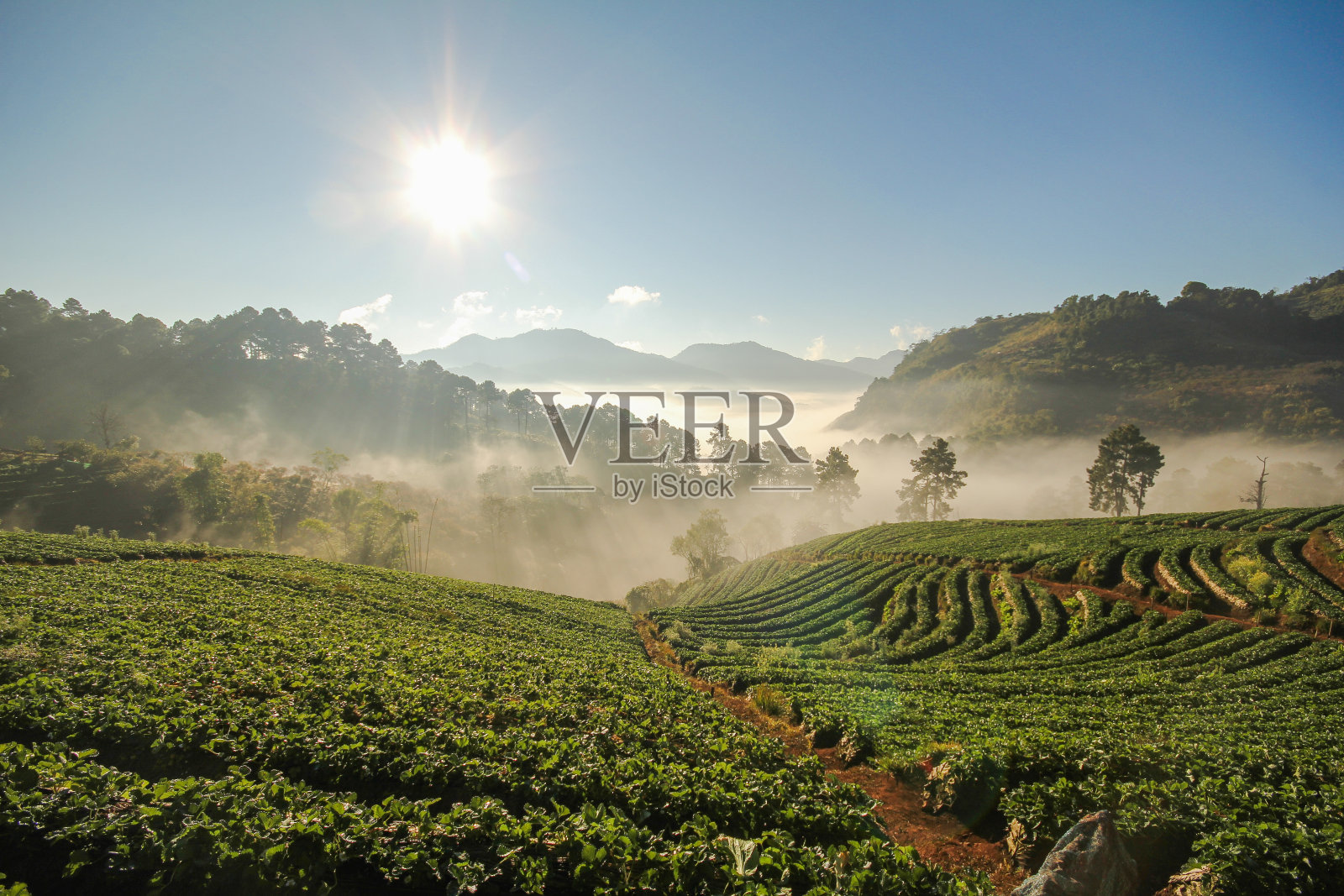 泰国清迈，Doi Angkhang山，草莓田照片摄影图片