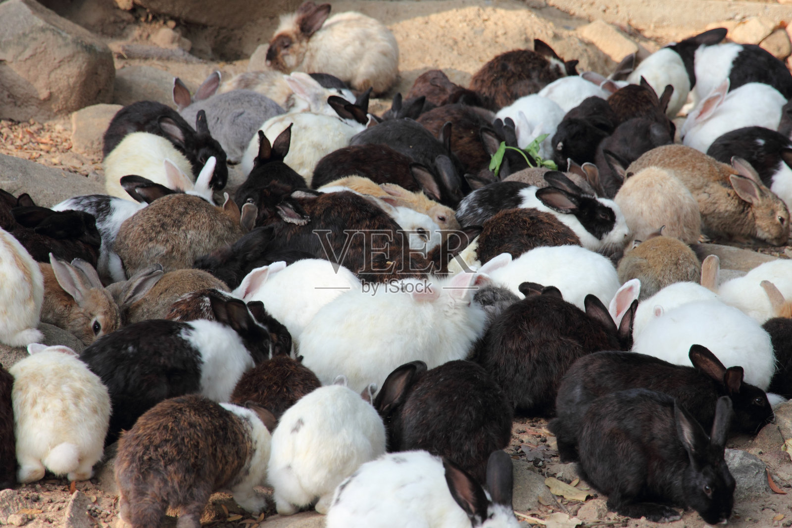 许多小兔子照片摄影图片
