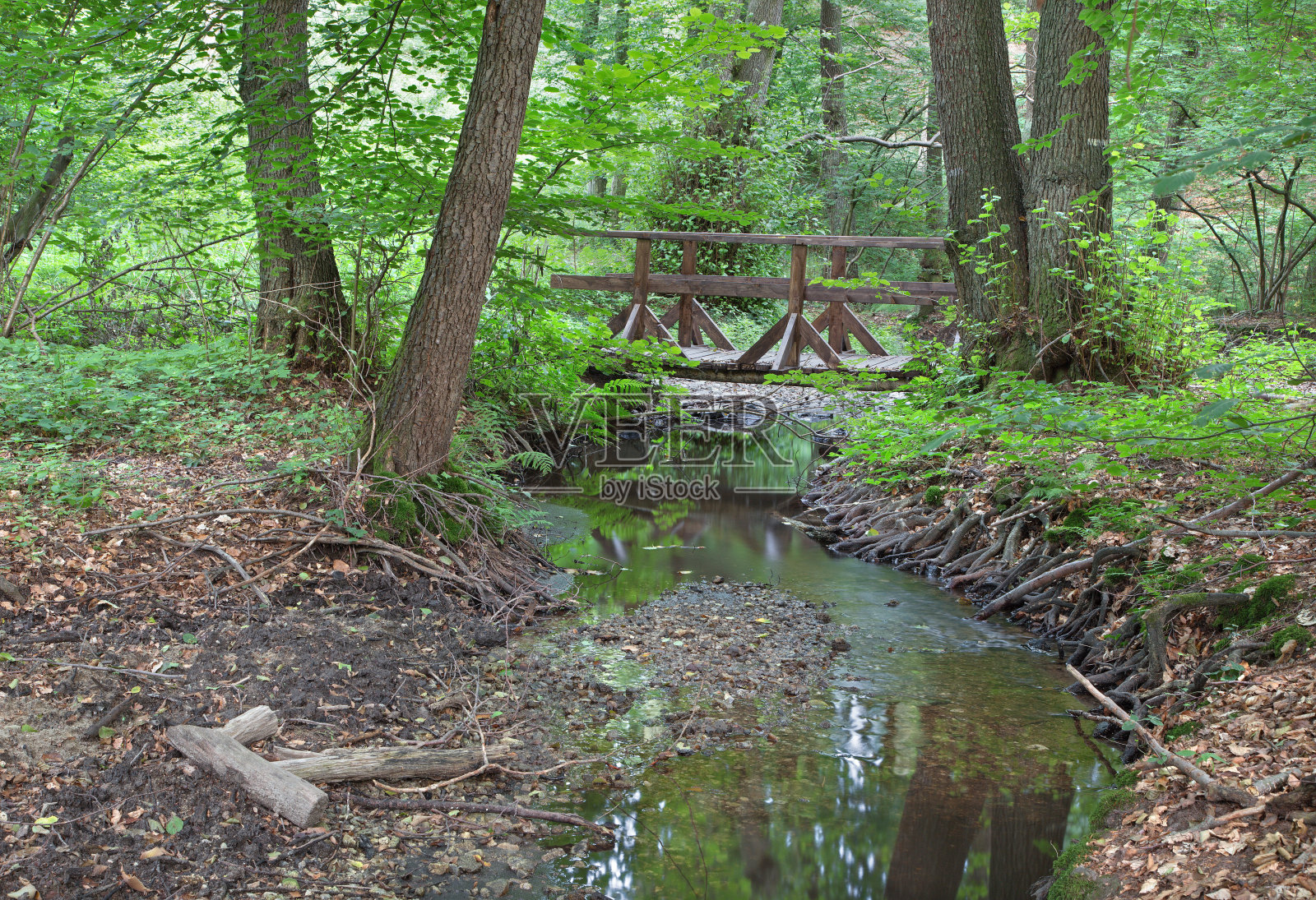 斯洛伐克小喀尔巴阡森林中的一条小溪照片摄影图片
