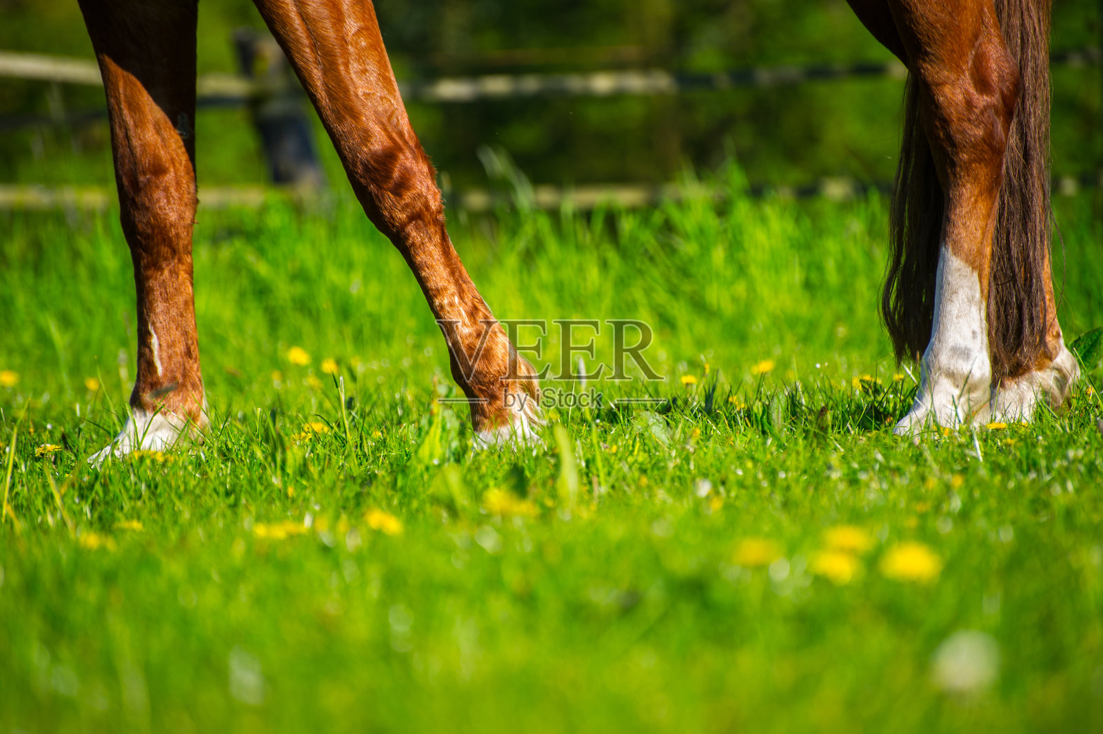 普费尔德胡夫照片摄影图片