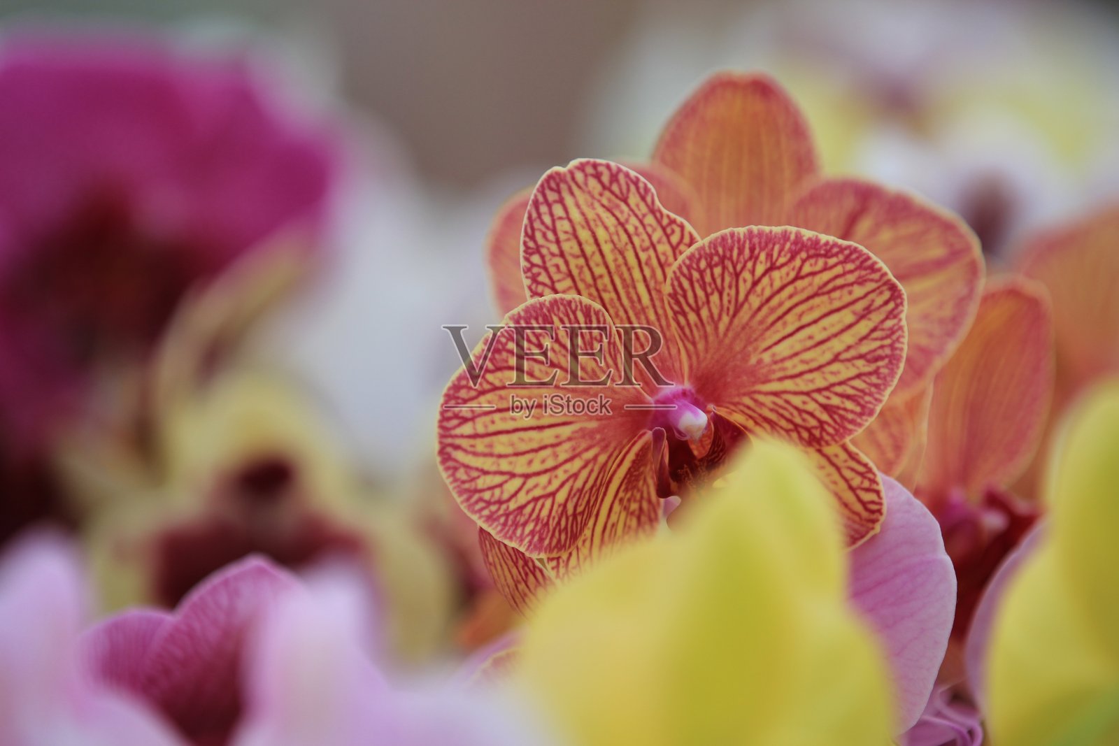 库肯霍夫照片摄影图片