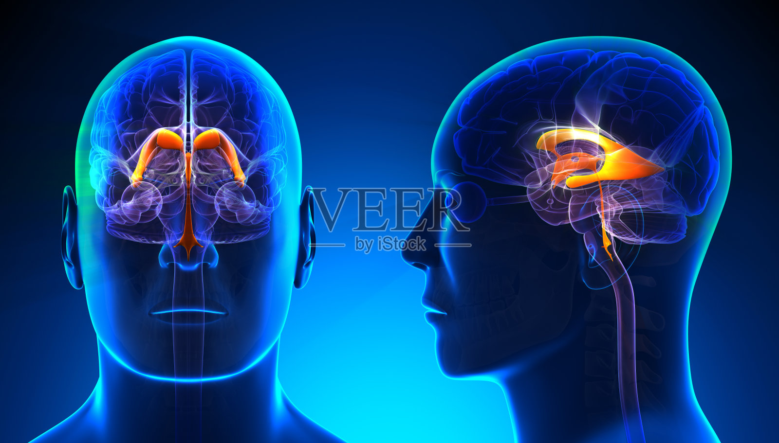 男性脑室的解剖照片摄影图片