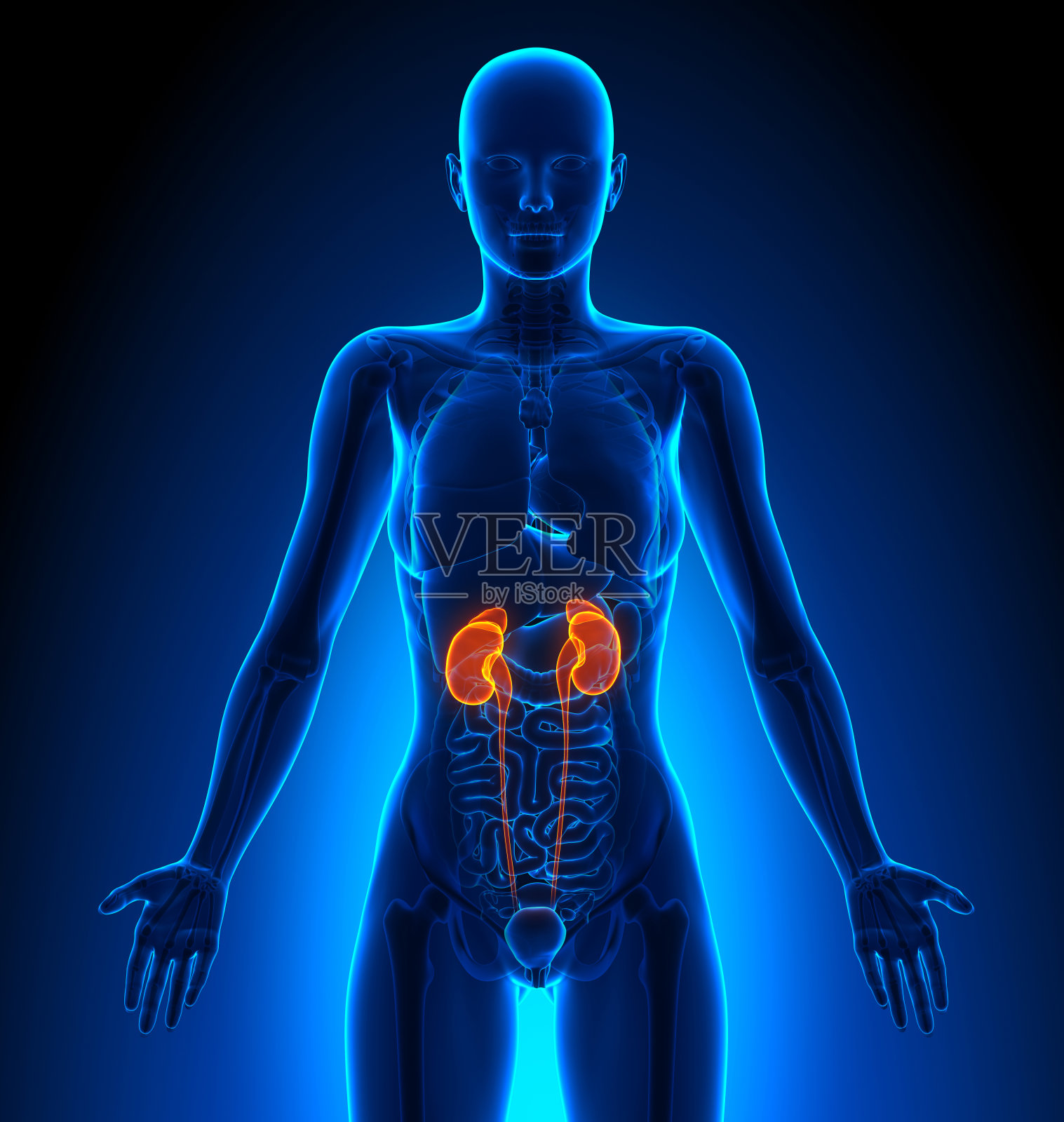 肾脏-女性器官-人体解剖学照片摄影图片