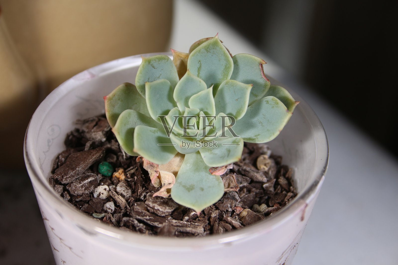 多汁的照片摄影图片