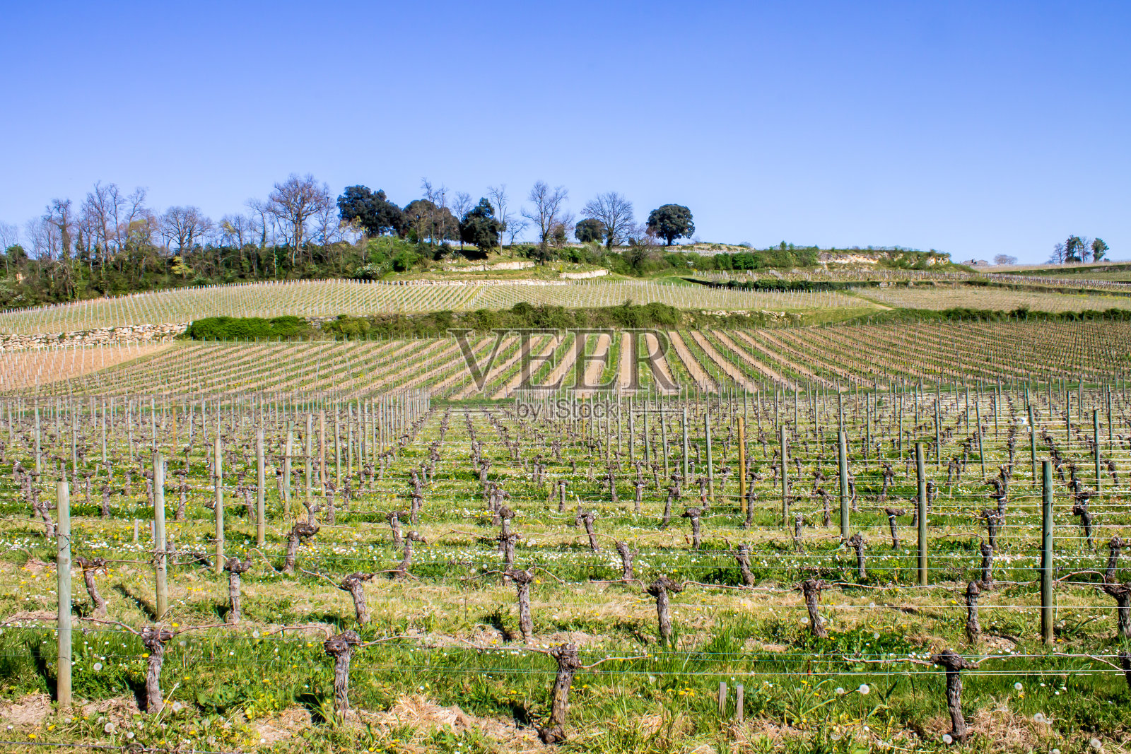 法国波尔多圣爱美浓的葡萄园照片摄影图片