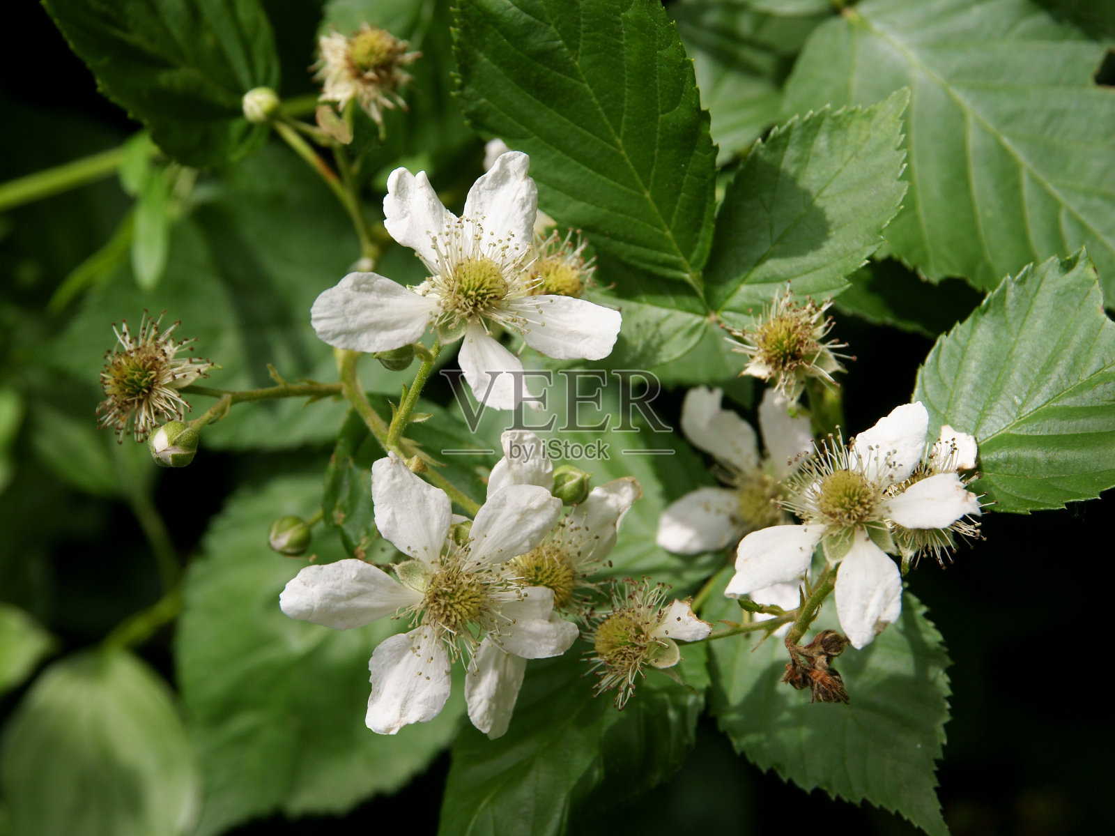 野生树莓灌木在森林开花照片摄影图片