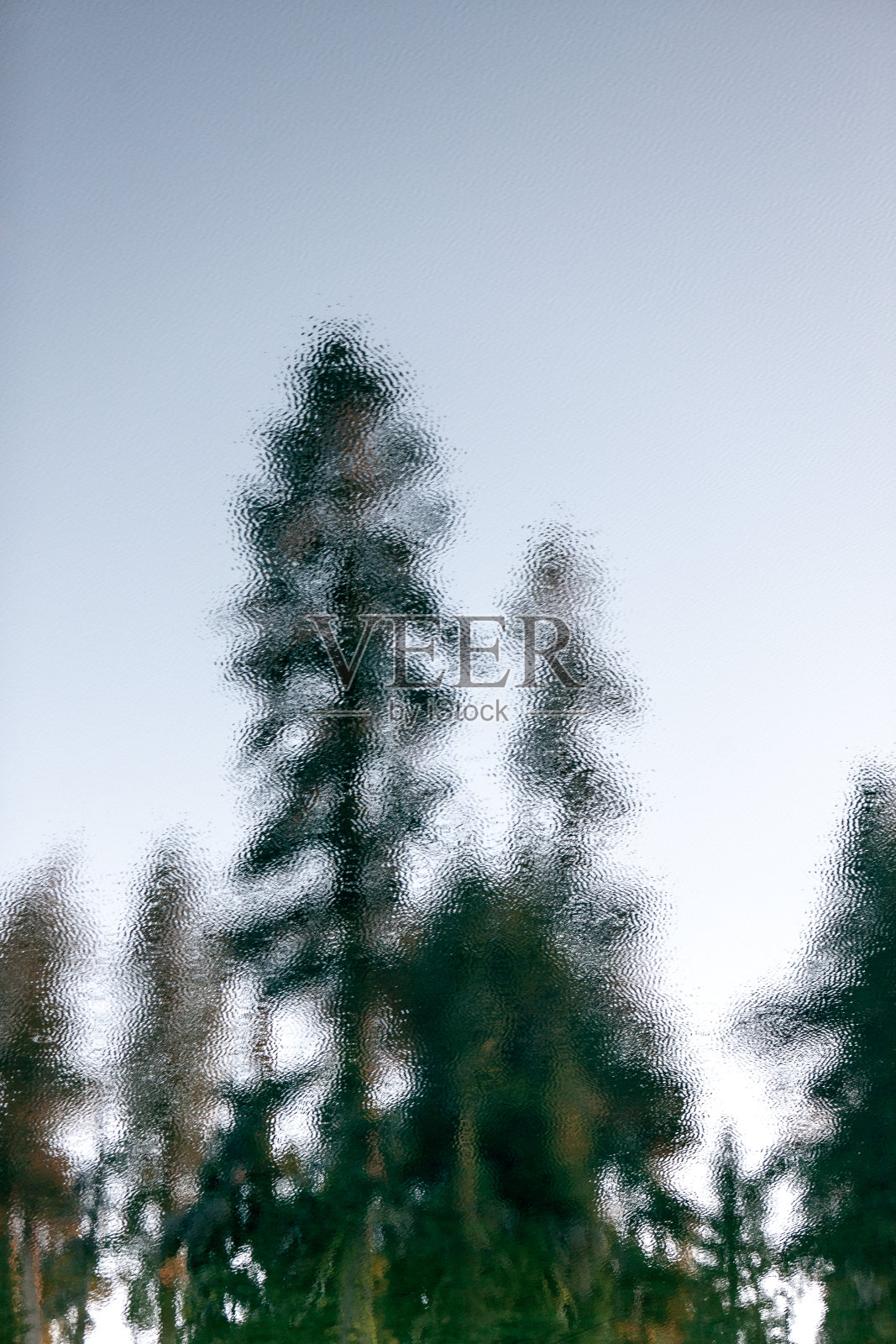 模糊树照片摄影图片