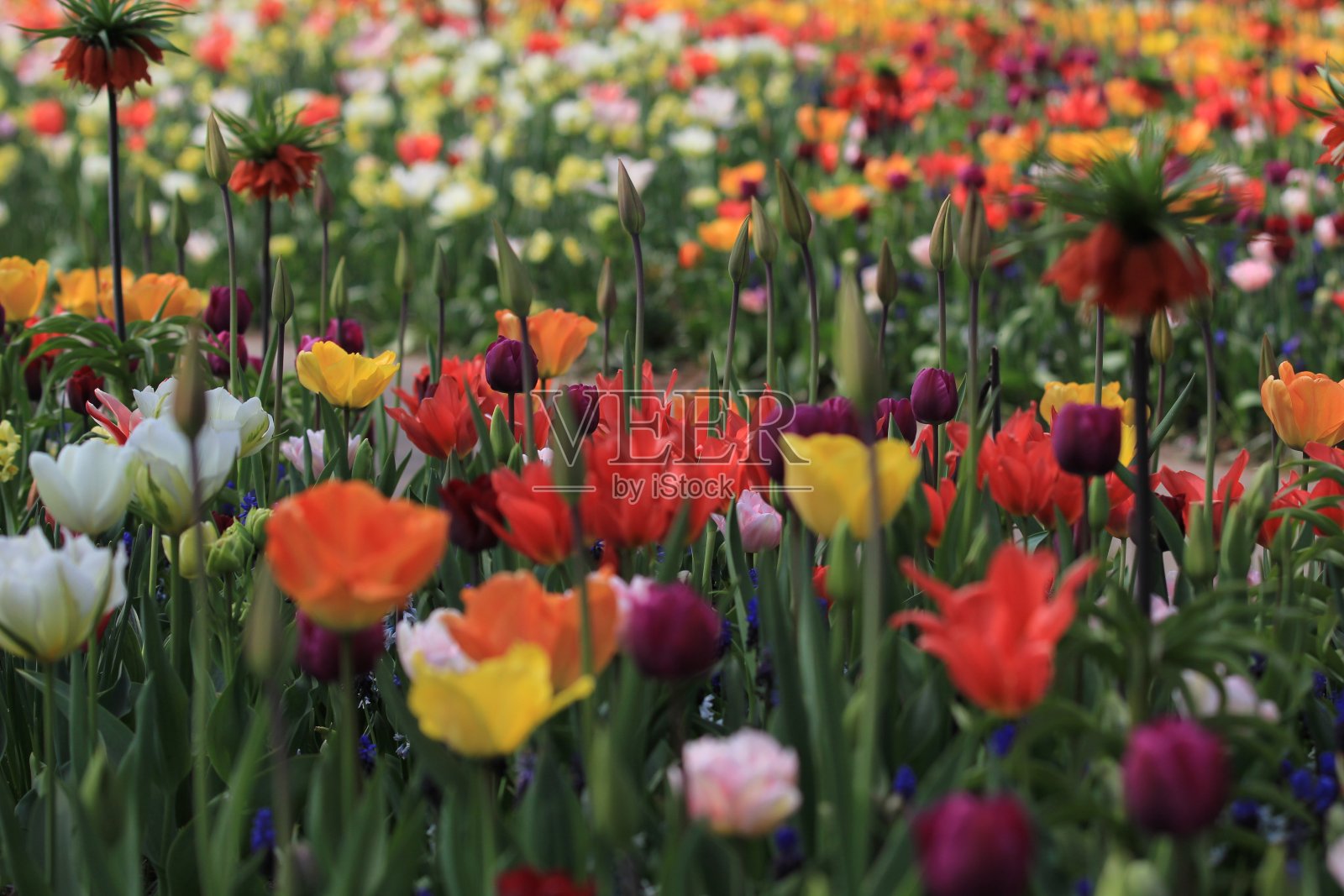 库肯霍夫照片摄影图片