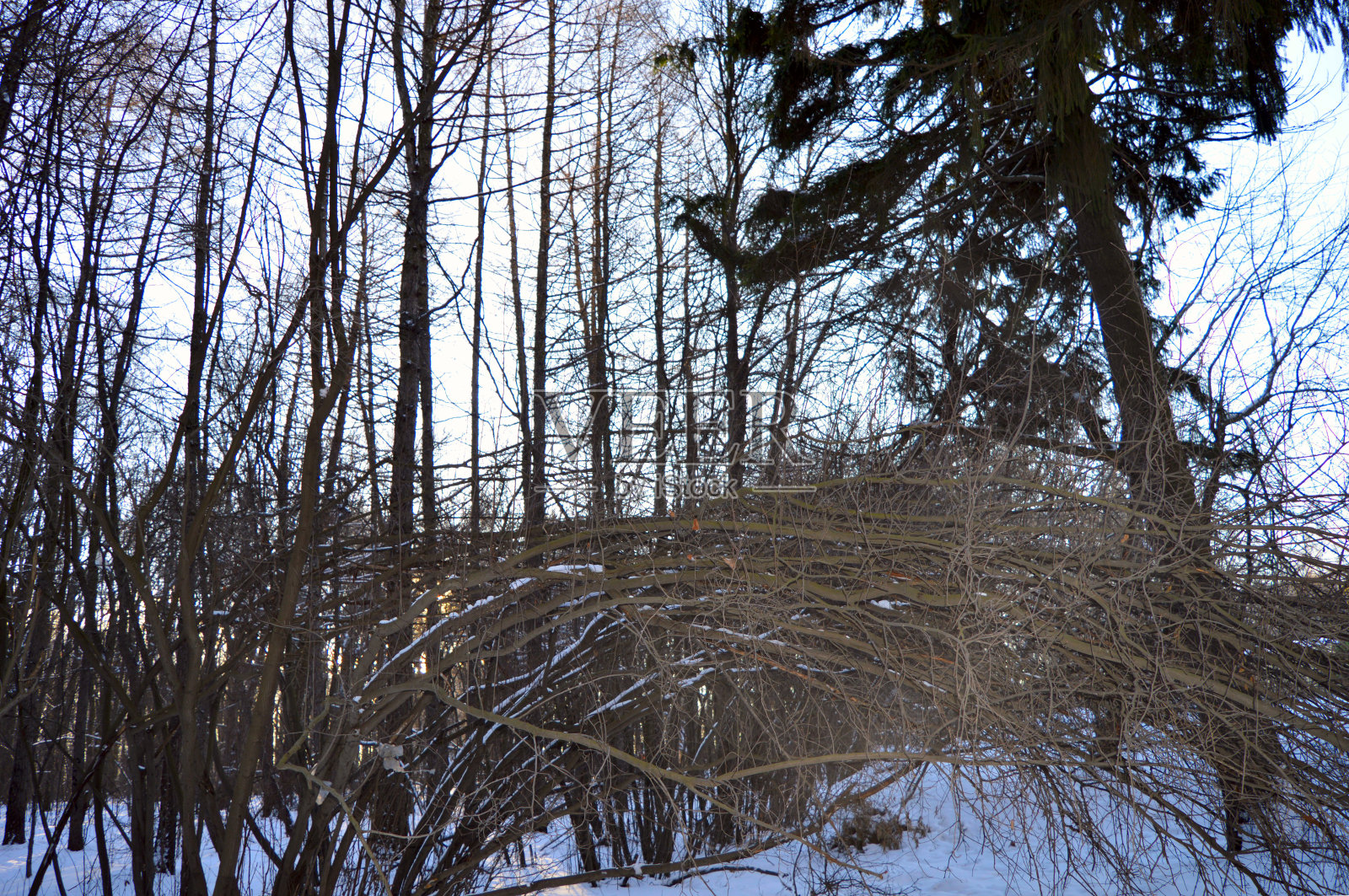 冬季森林照片摄影图片