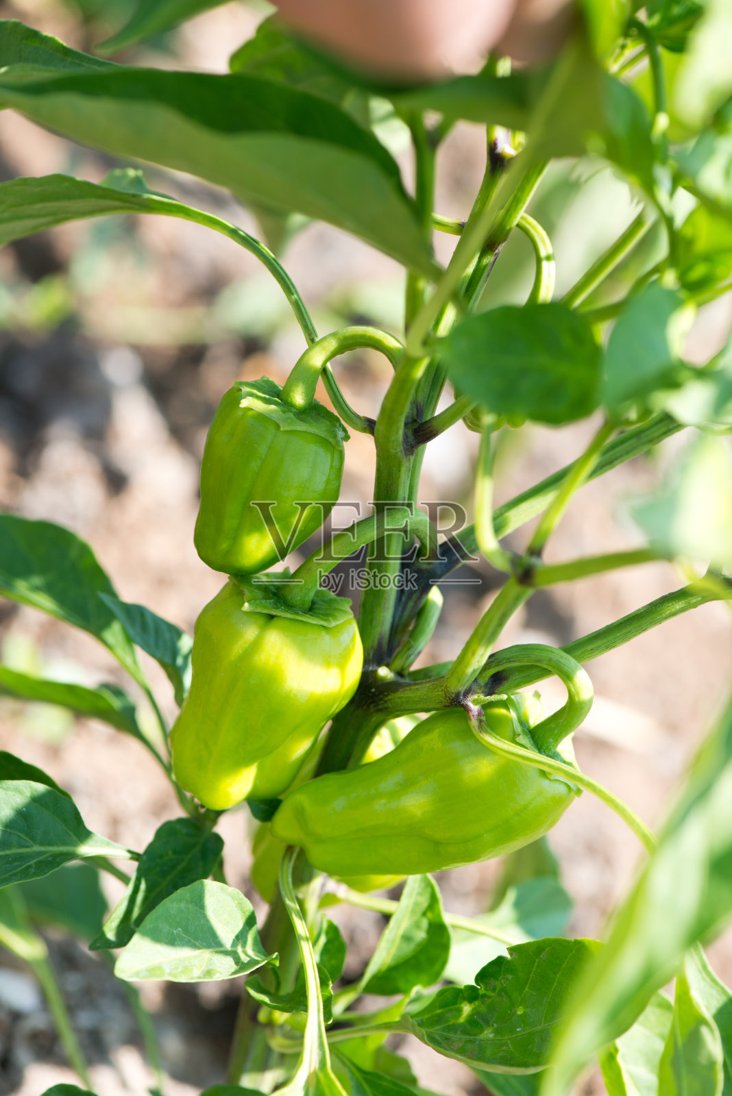 新鲜的辣椒照片摄影图片