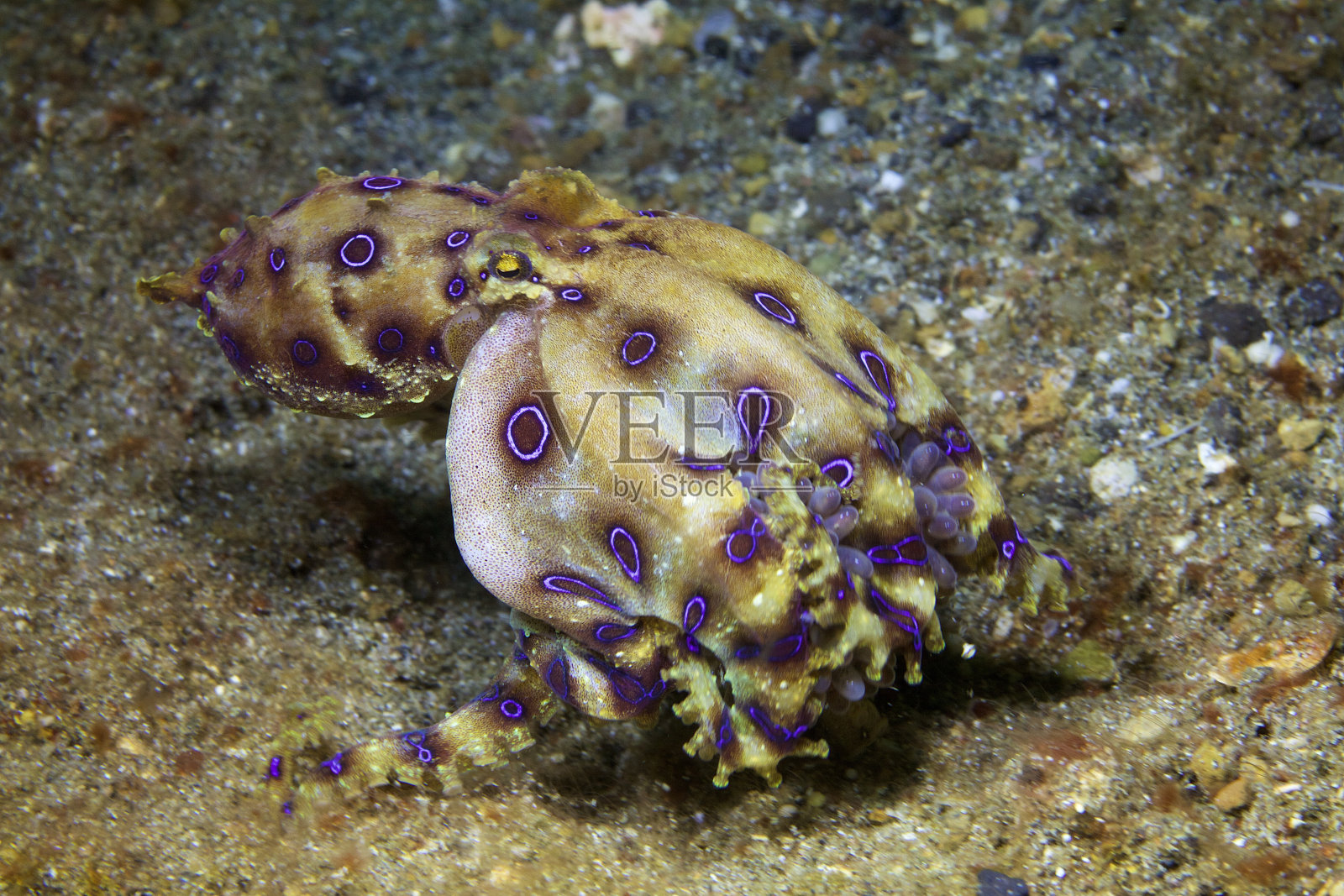 带蛋的蓝色环章鱼照片摄影图片