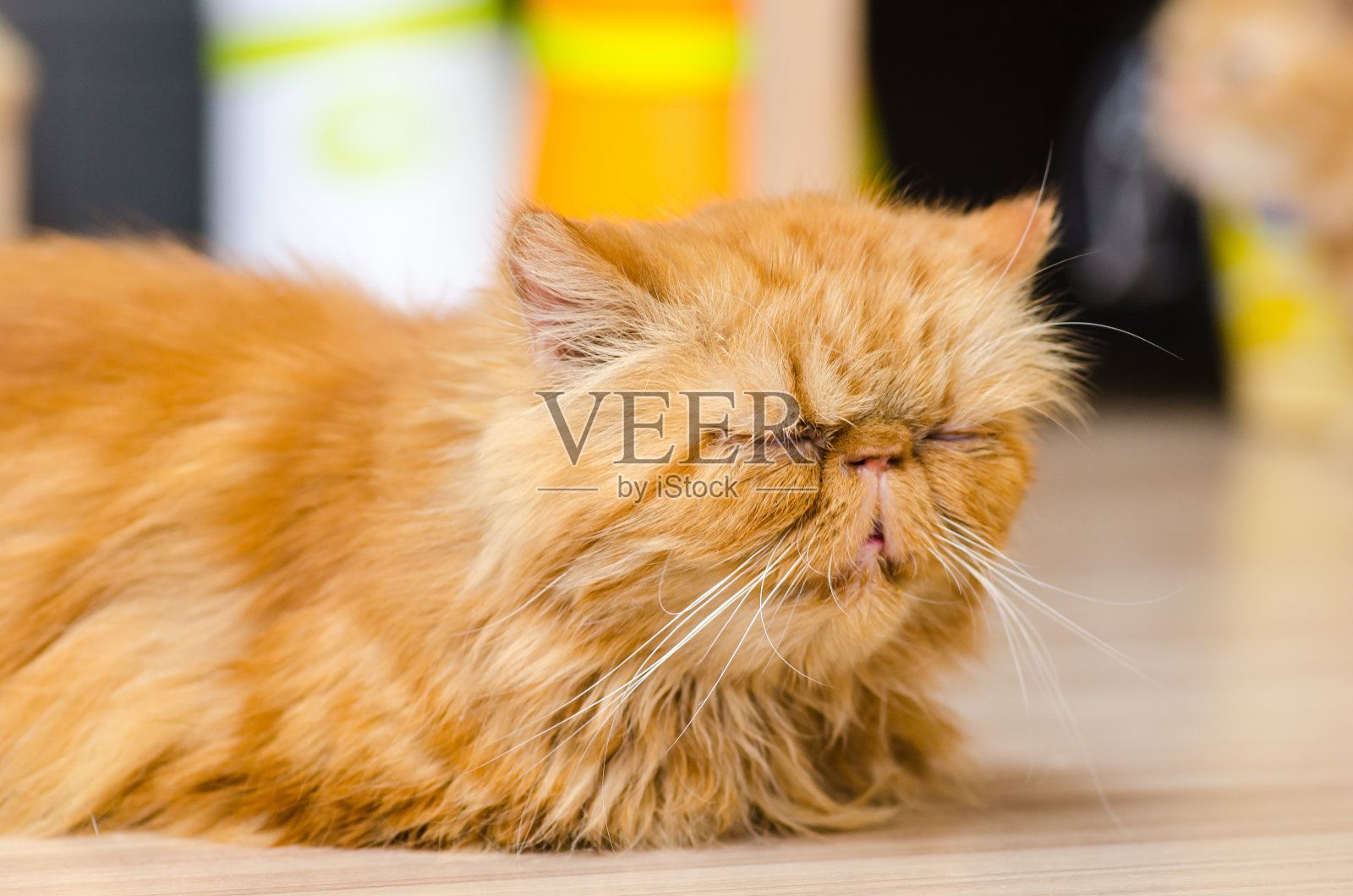 困了红色的猫照片摄影图片