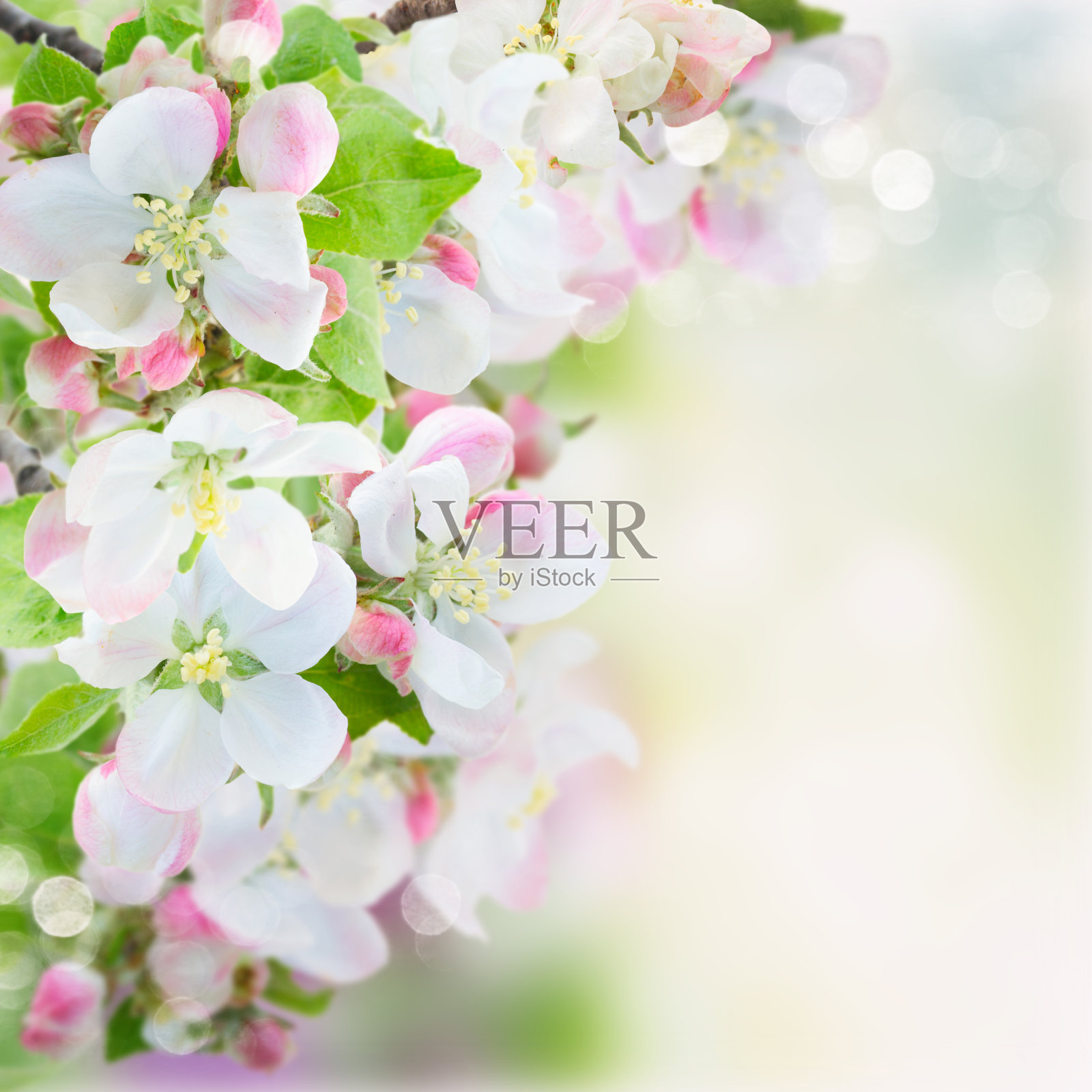 苹果树开花照片摄影图片