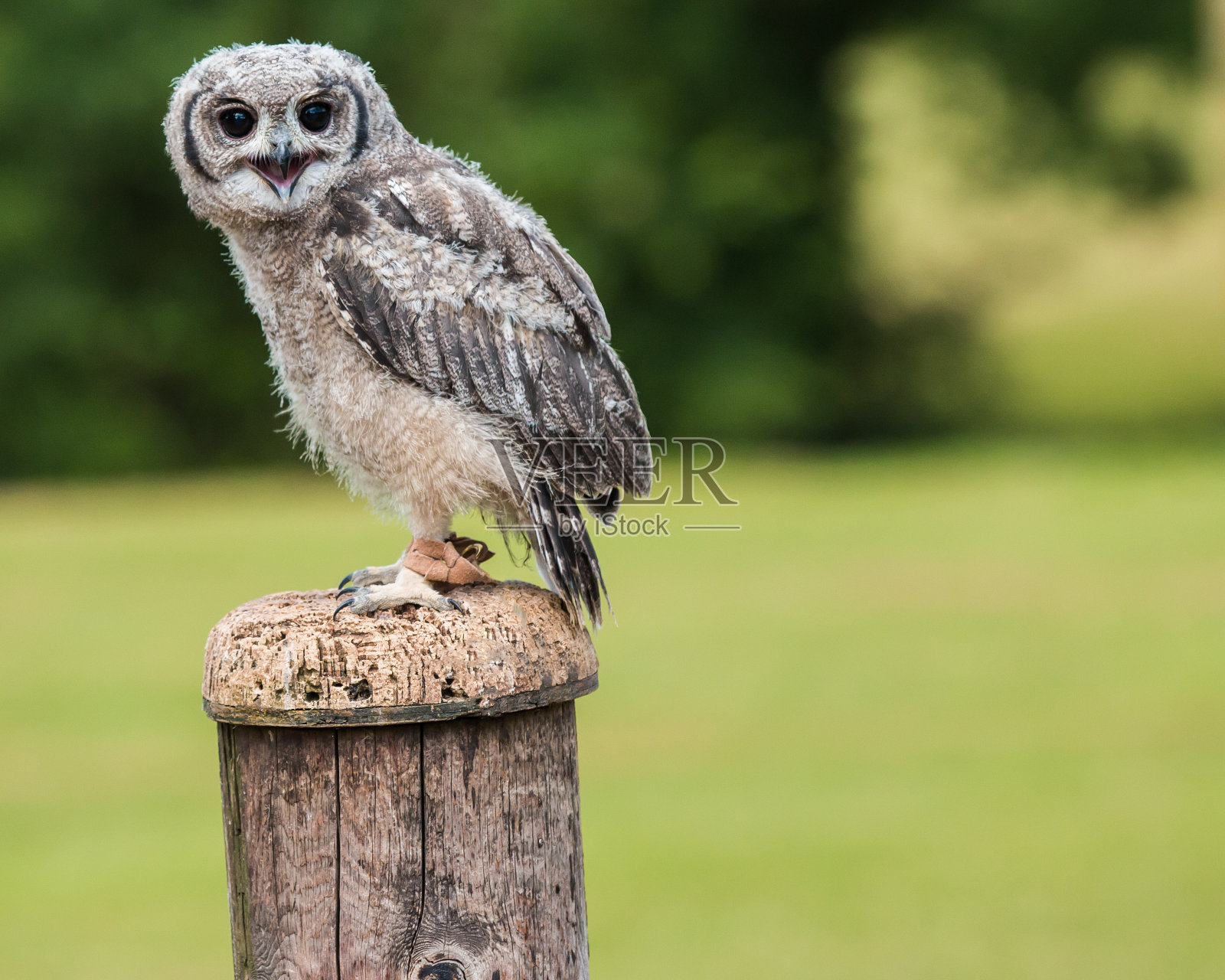 阿比西尼亚鹰枭照片摄影图片