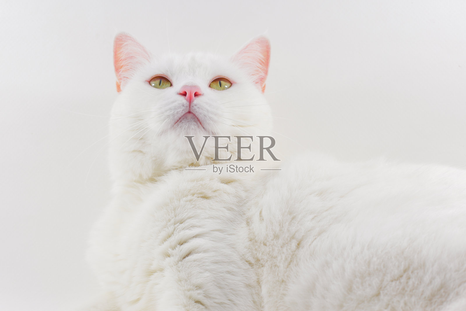 白色的猫照片摄影图片