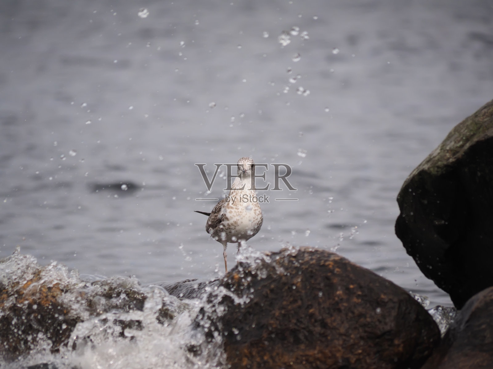 湖上有海鸥照片摄影图片