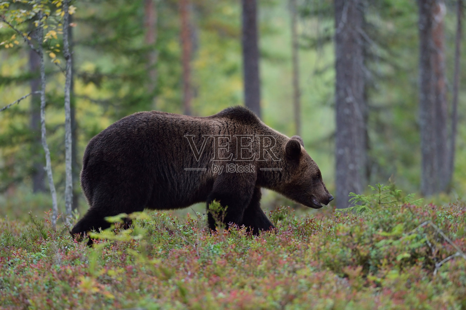 大熊在森林里行走照片摄影图片