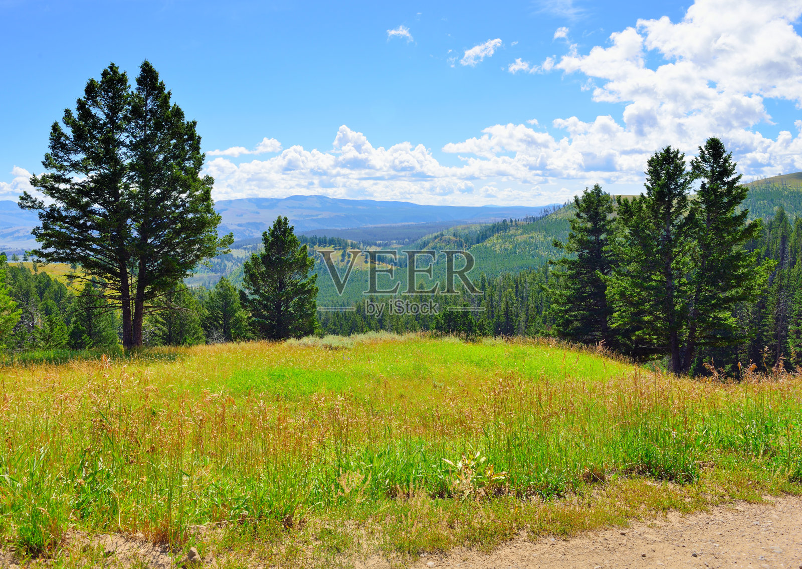 黄石国家公园的黑尾高原，怀俄明州的夏天照片摄影图片